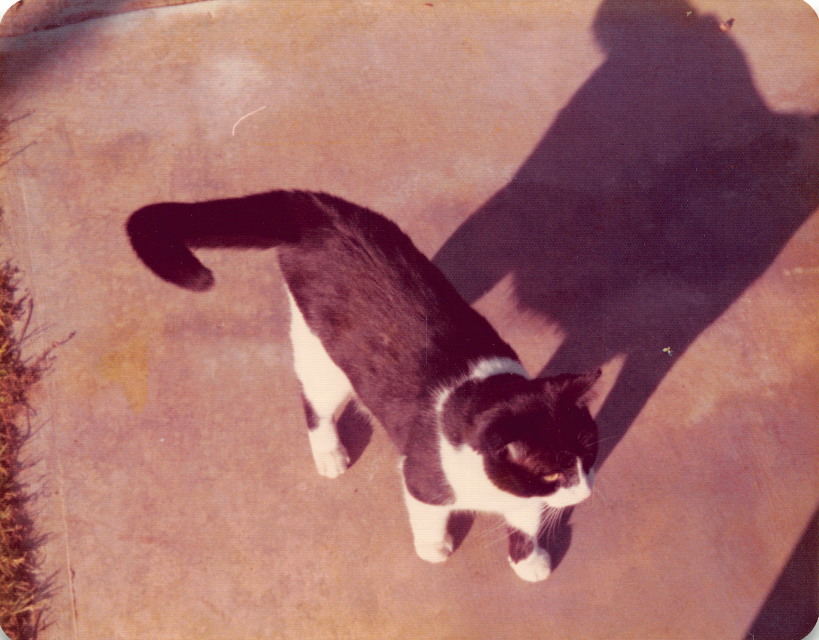 1975_267.jpg