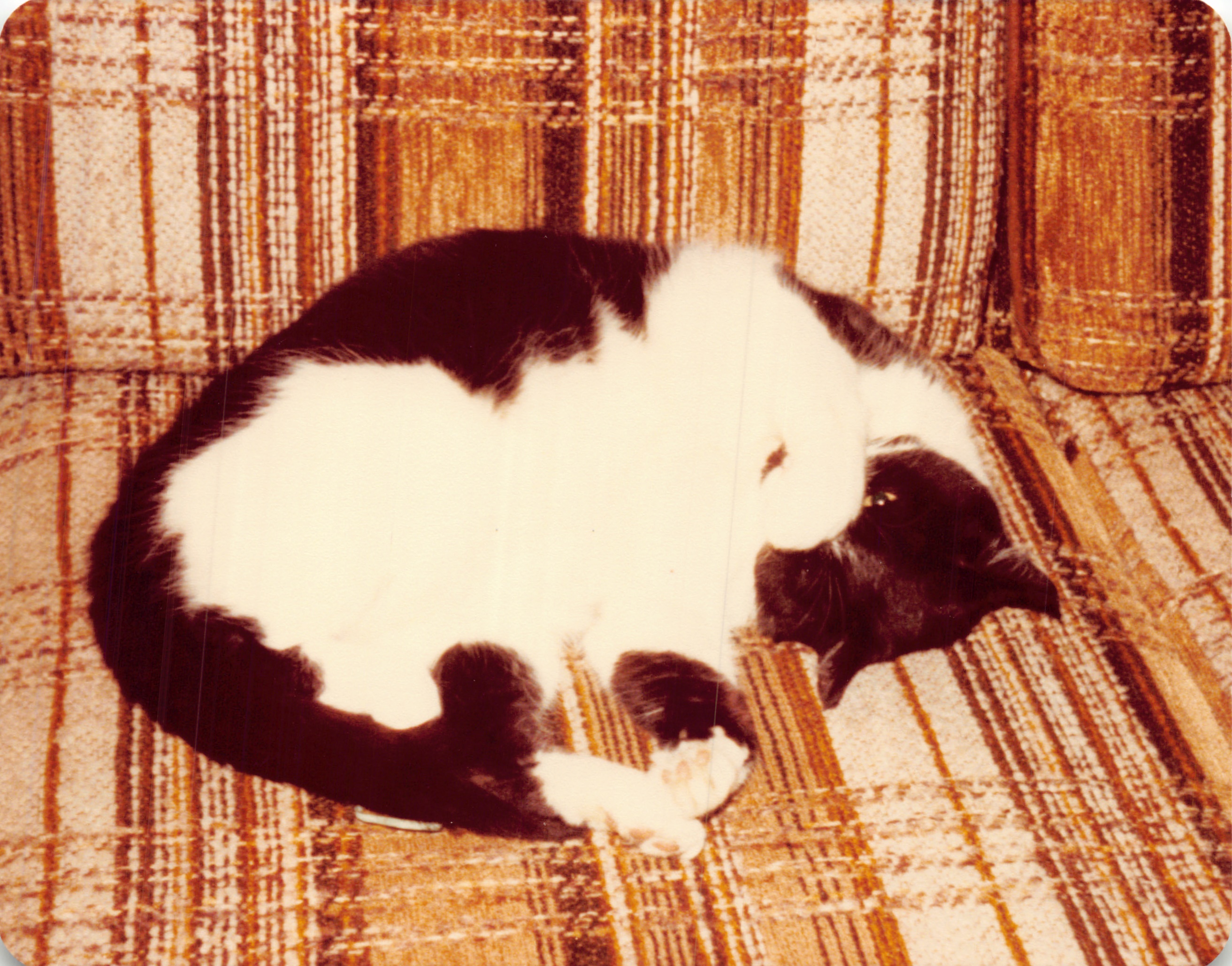 1982a_0601.jpg
