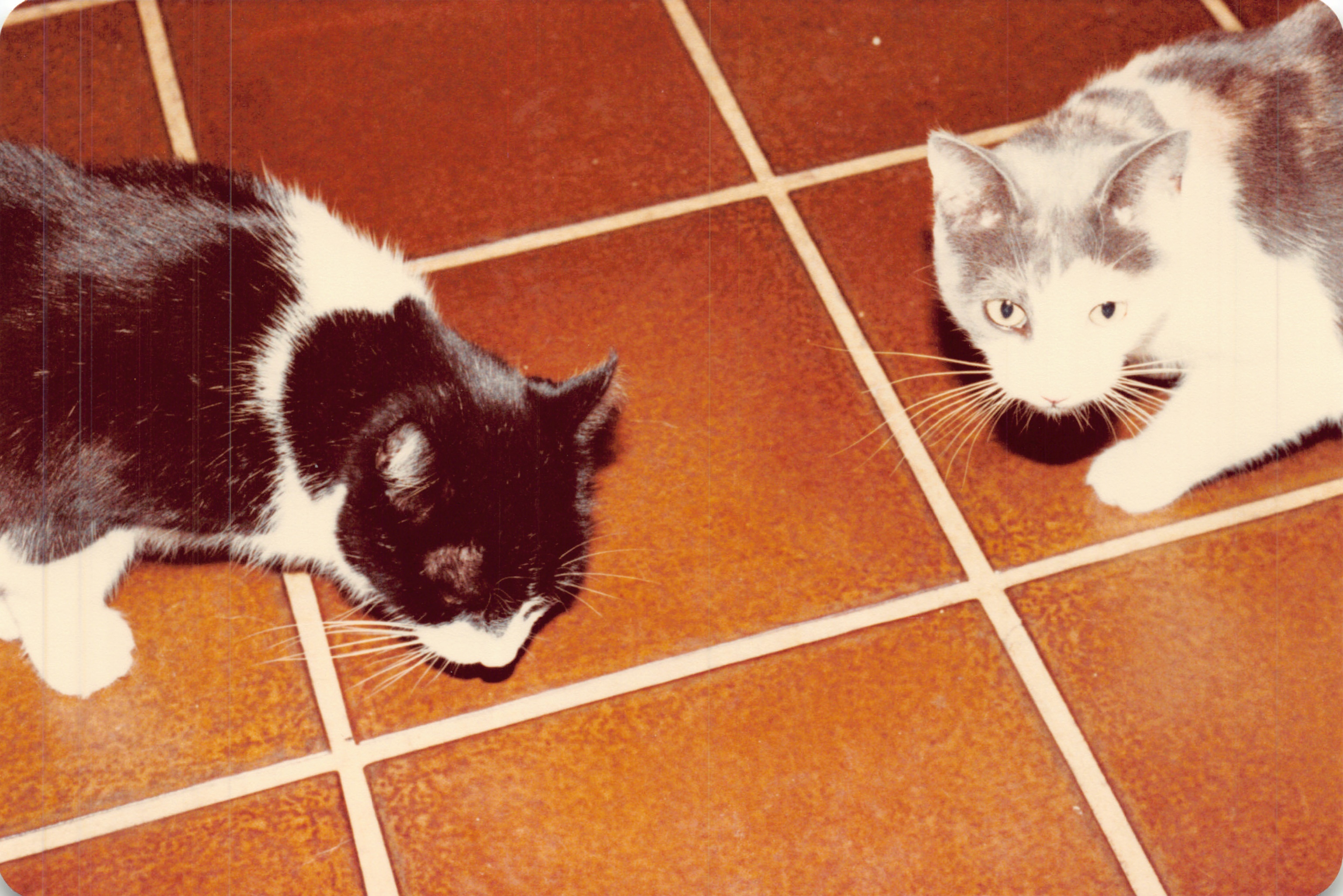 1982a_0613.jpg