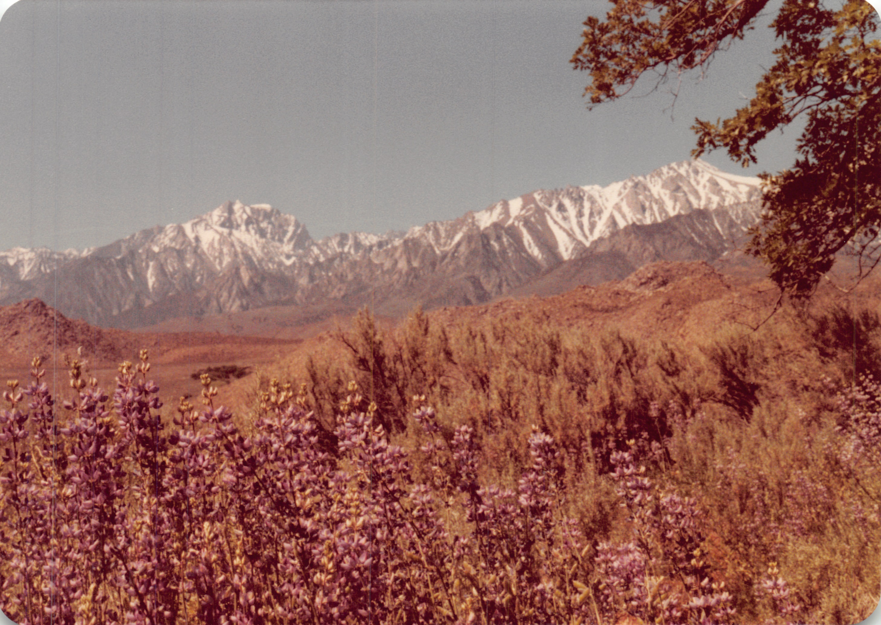 1982a_0662.jpg