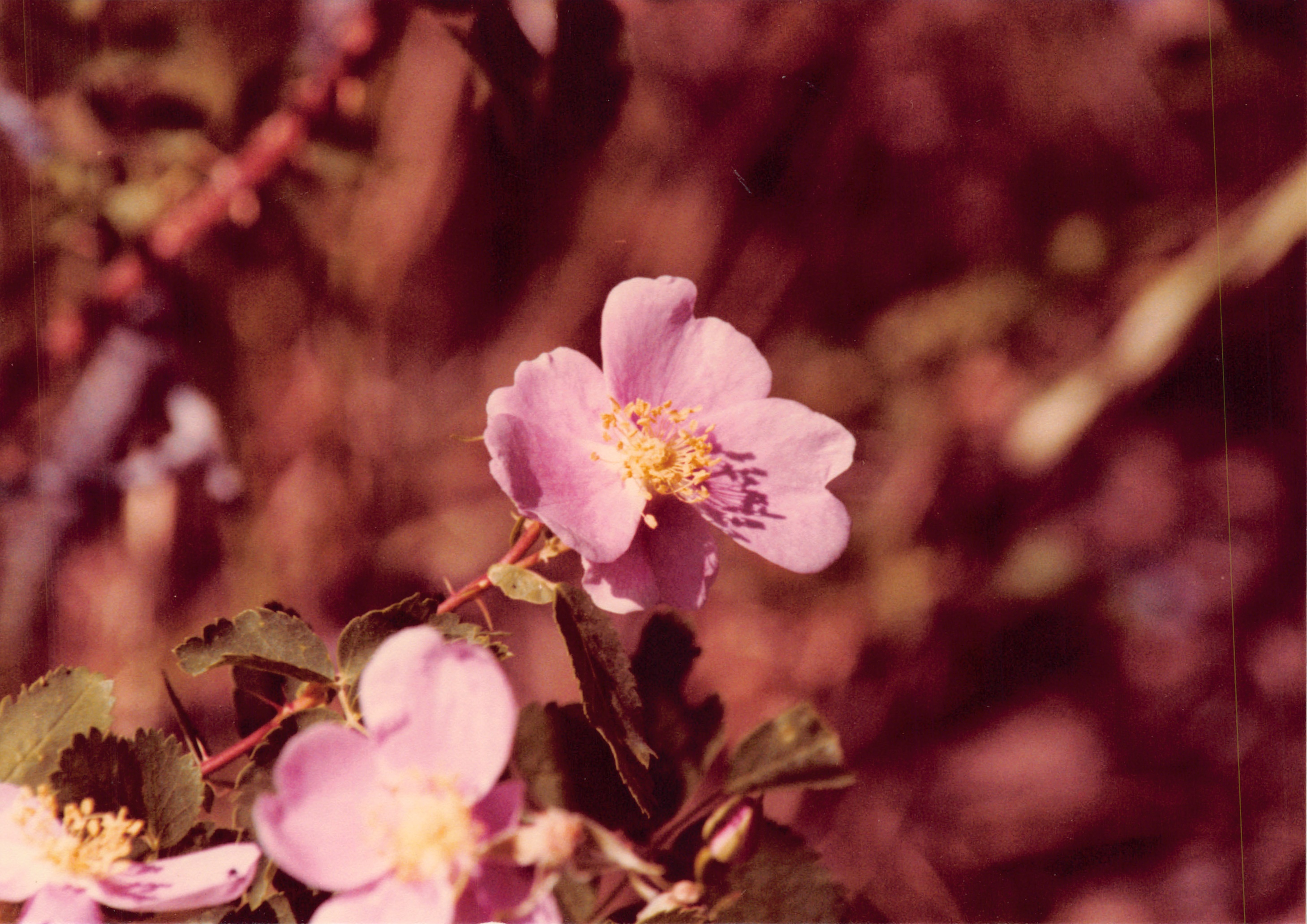 1982a_0682_214.jpg