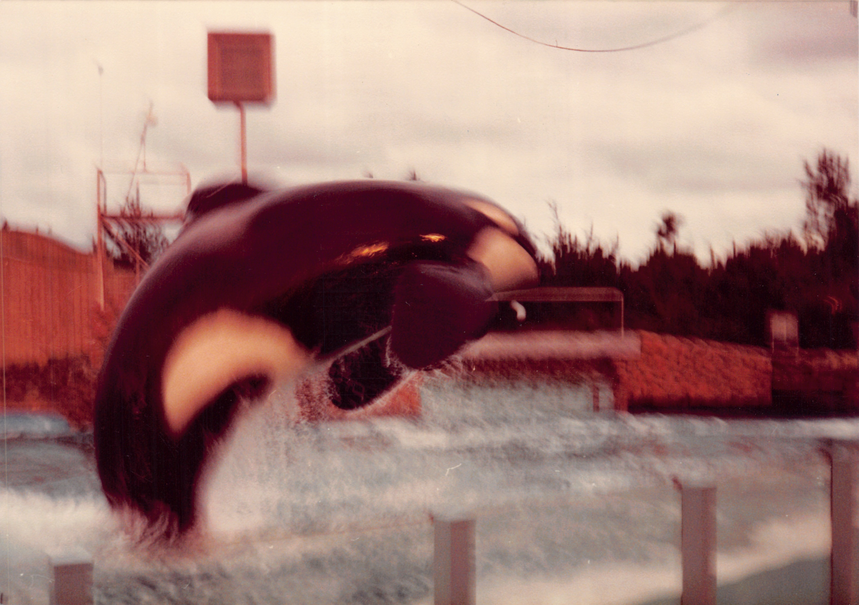 1982b_007.jpg