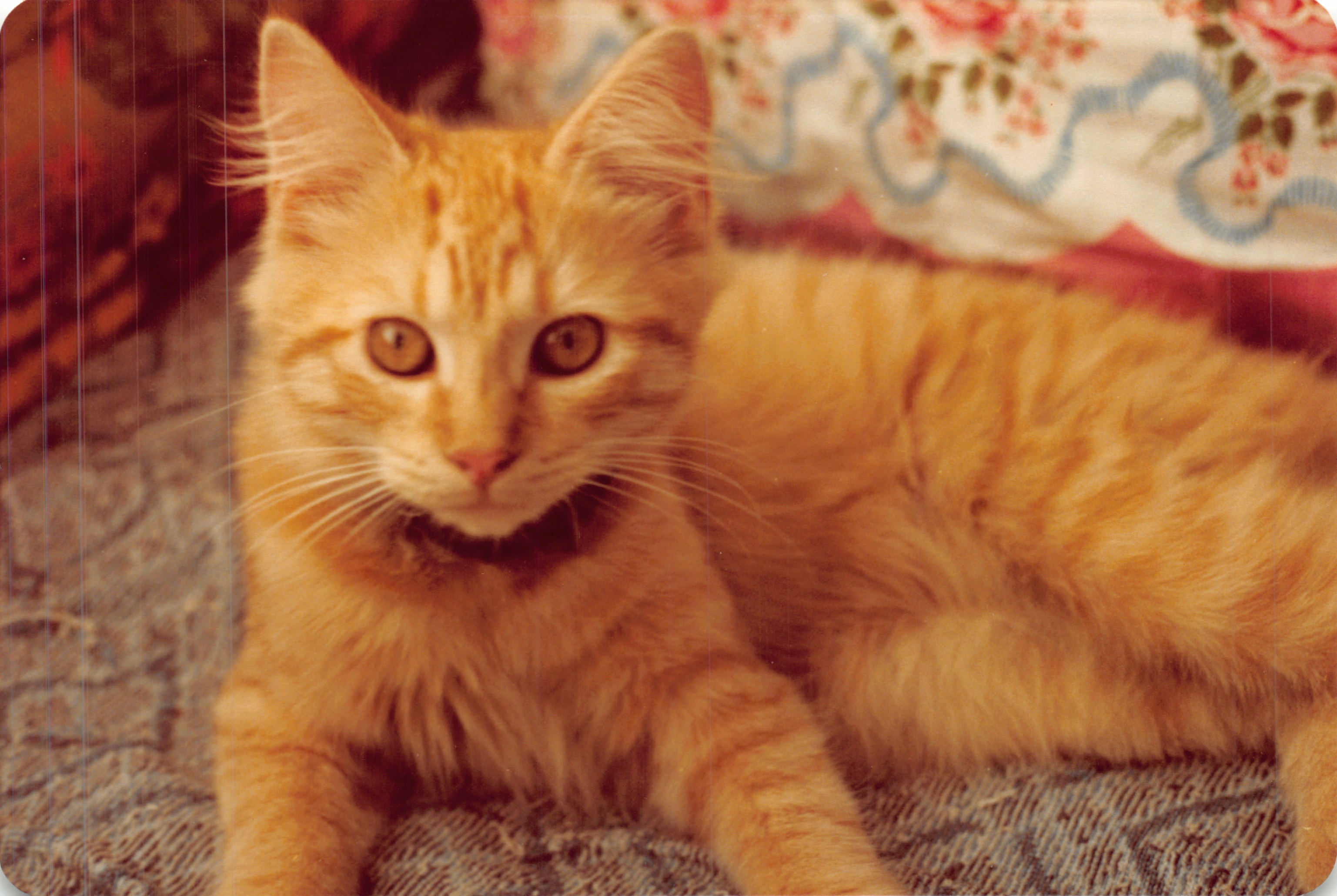 1983c_042.jpg