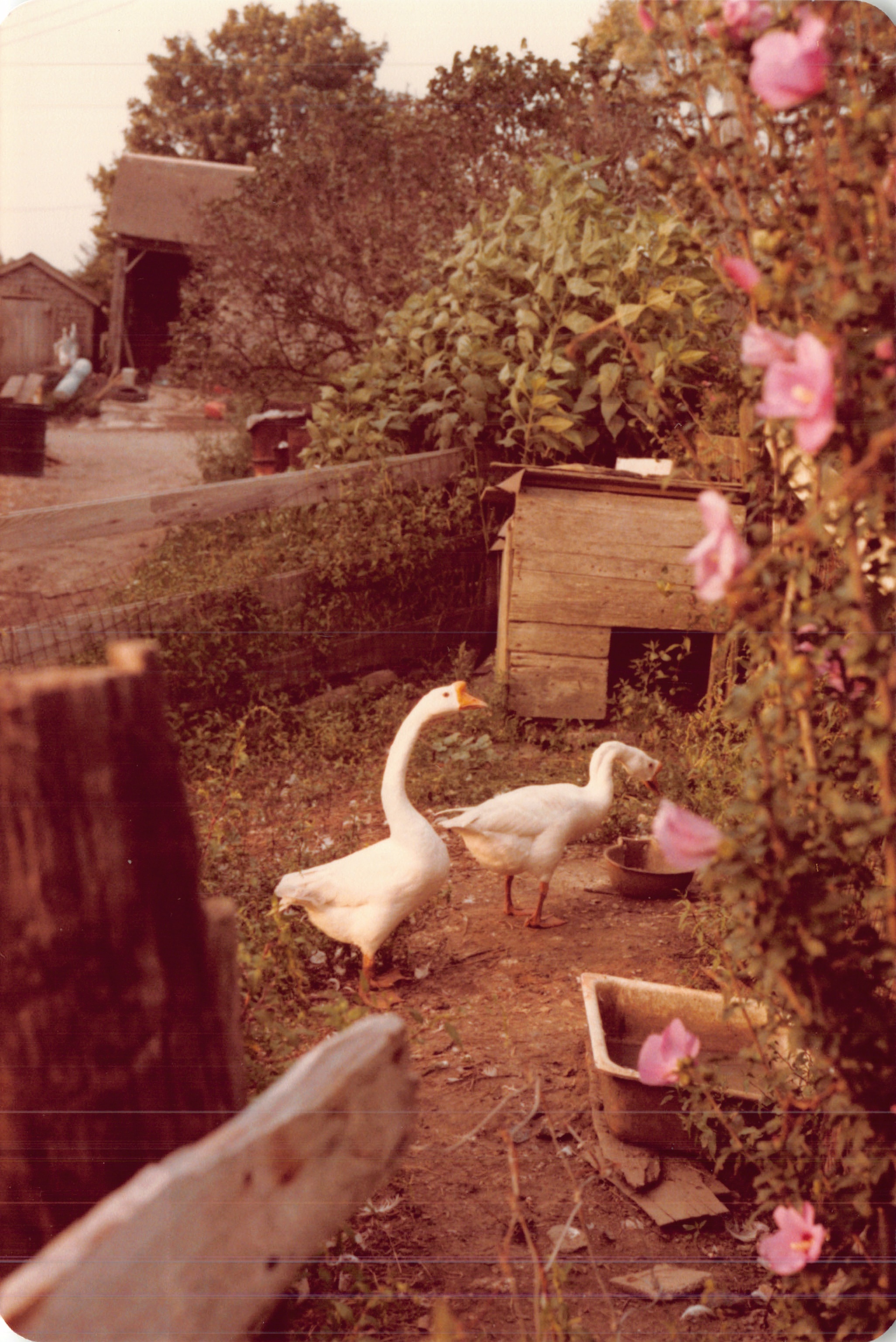 1983c_057.jpg