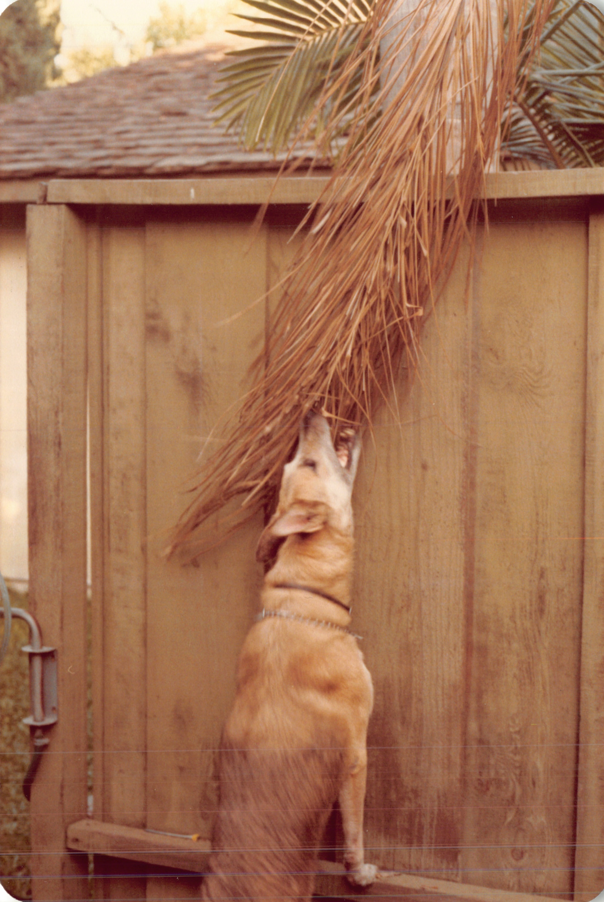 1983c_071.jpg