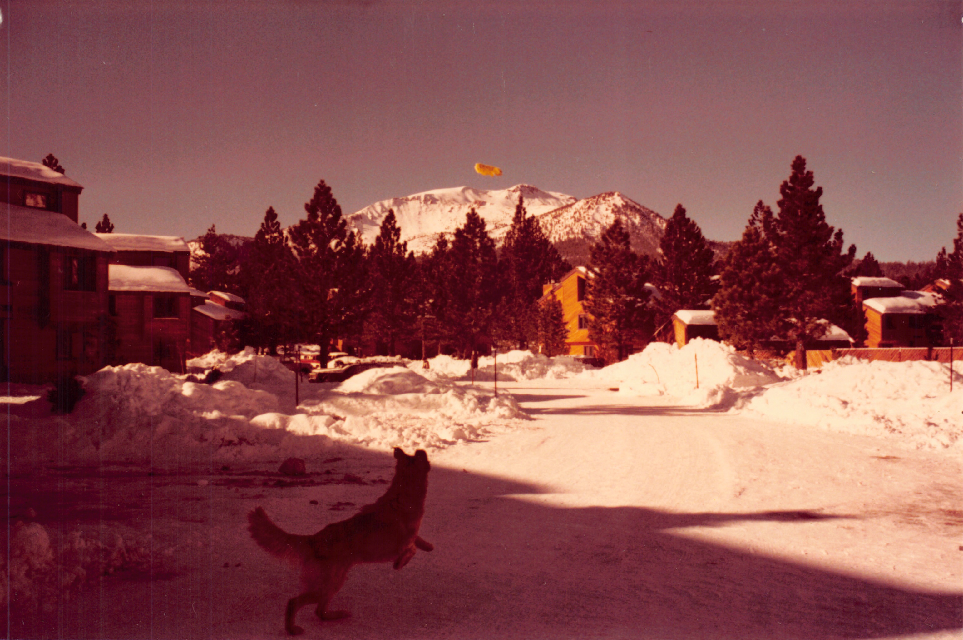 1983d_259.jpg