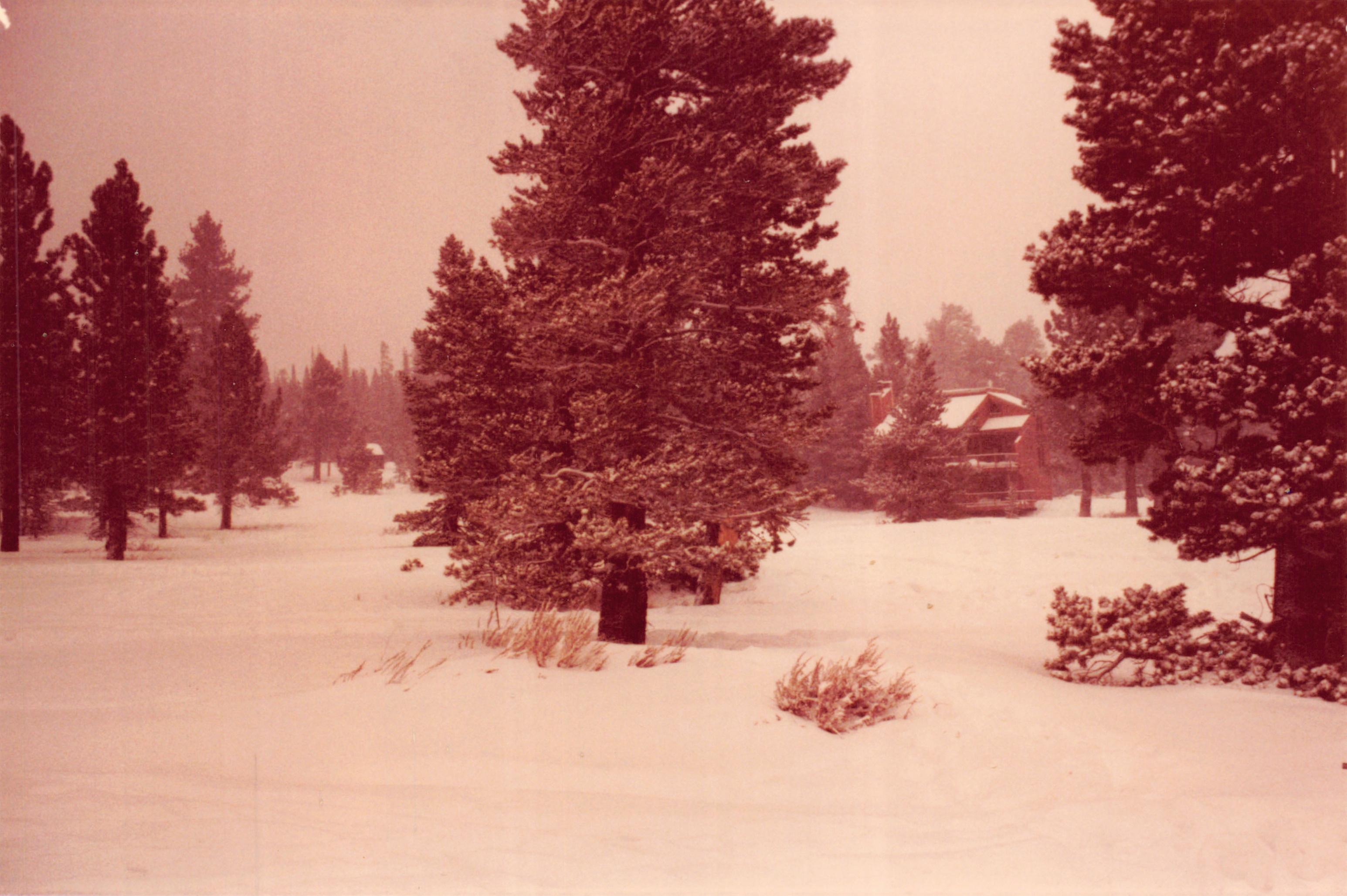 1983d_260.jpg