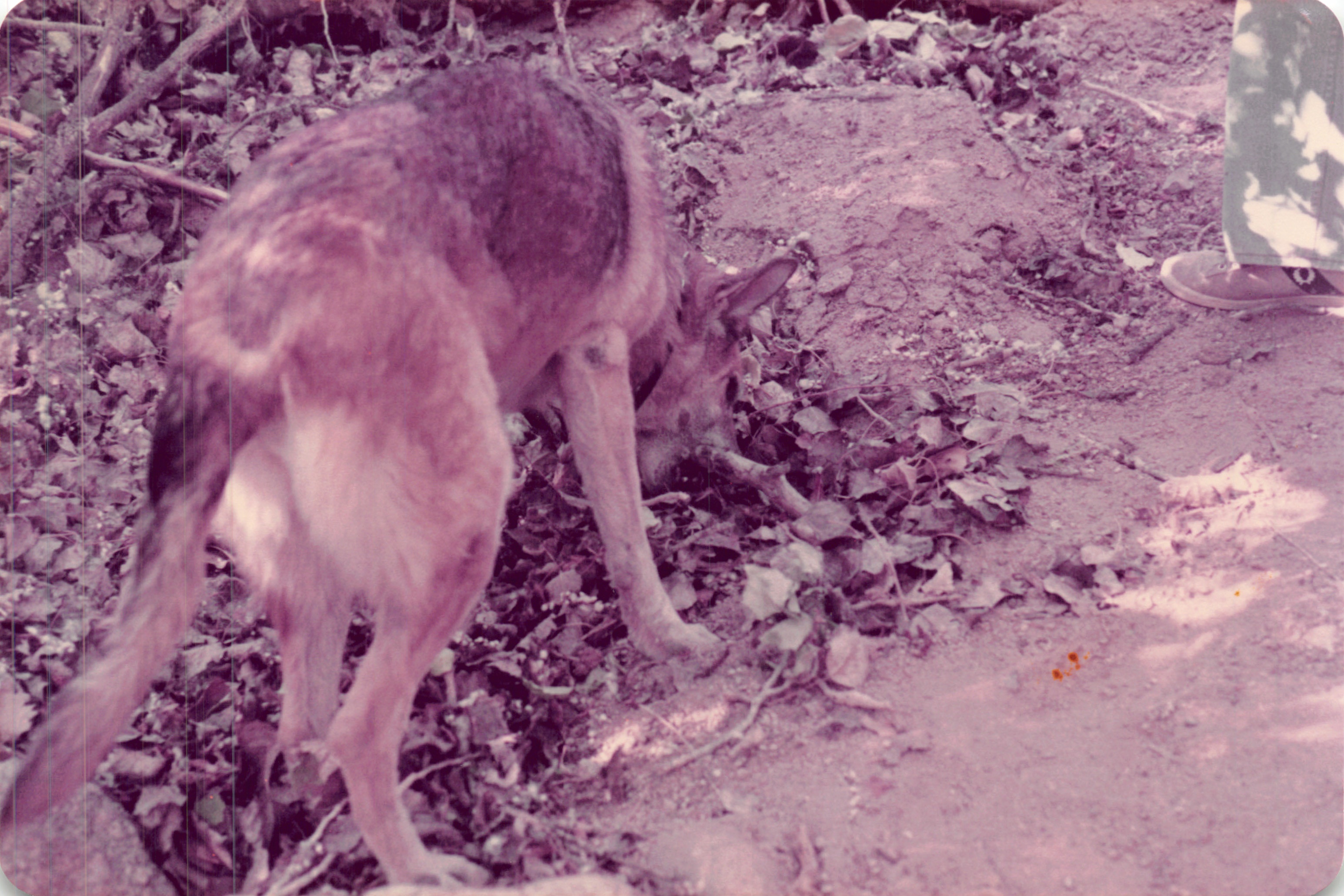 1984_305.jpg