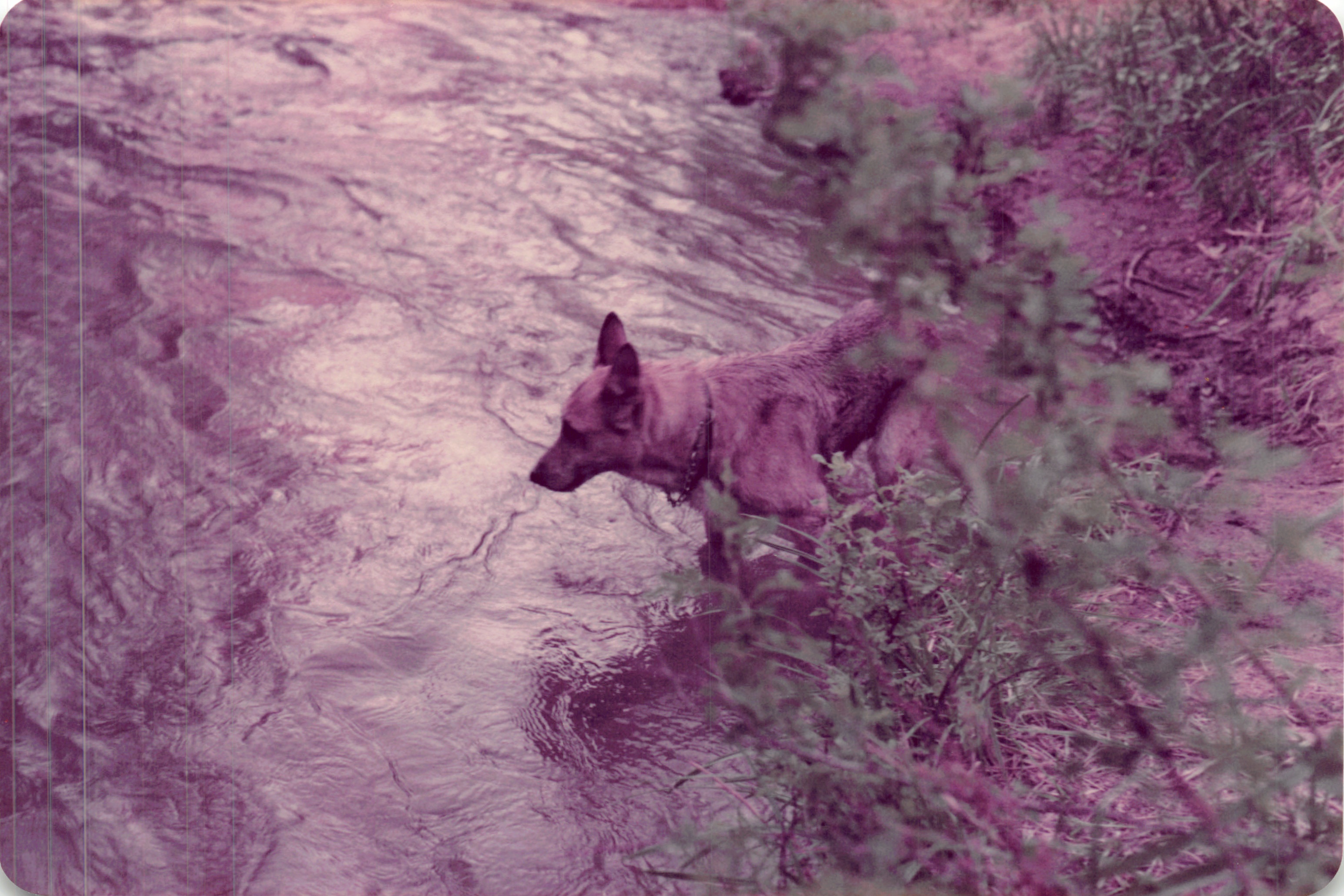 1984_311.jpg