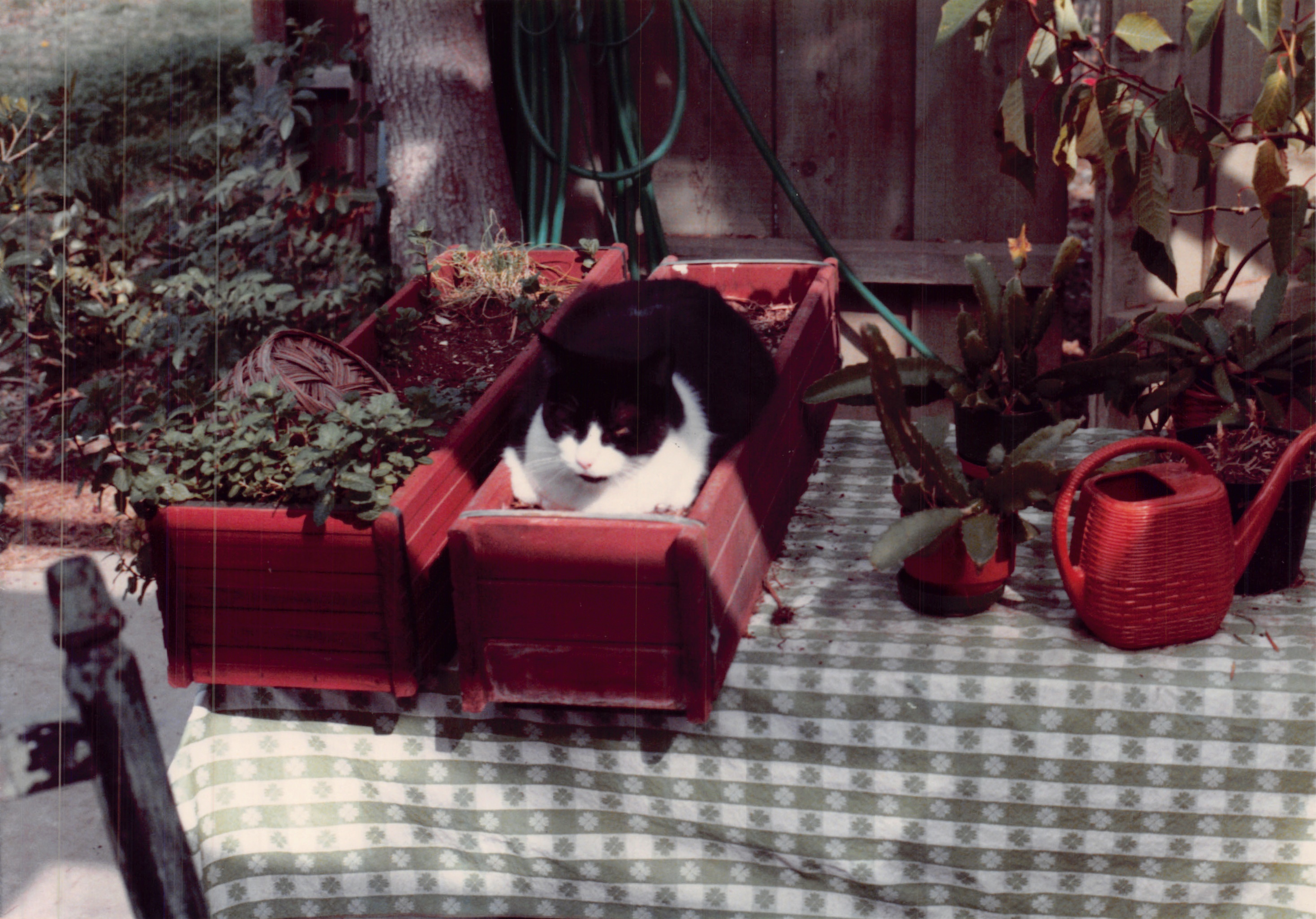 1985a_561.jpg