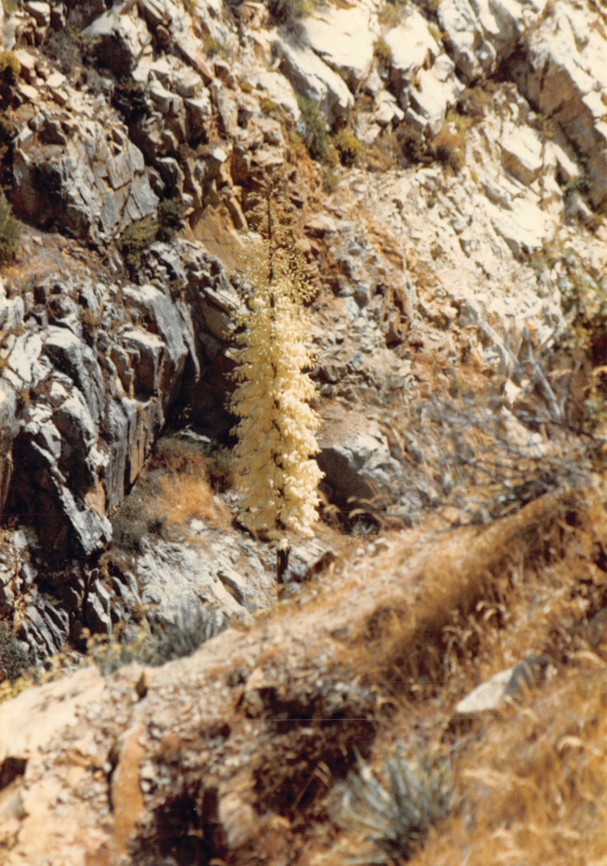 1985b_028.jpg