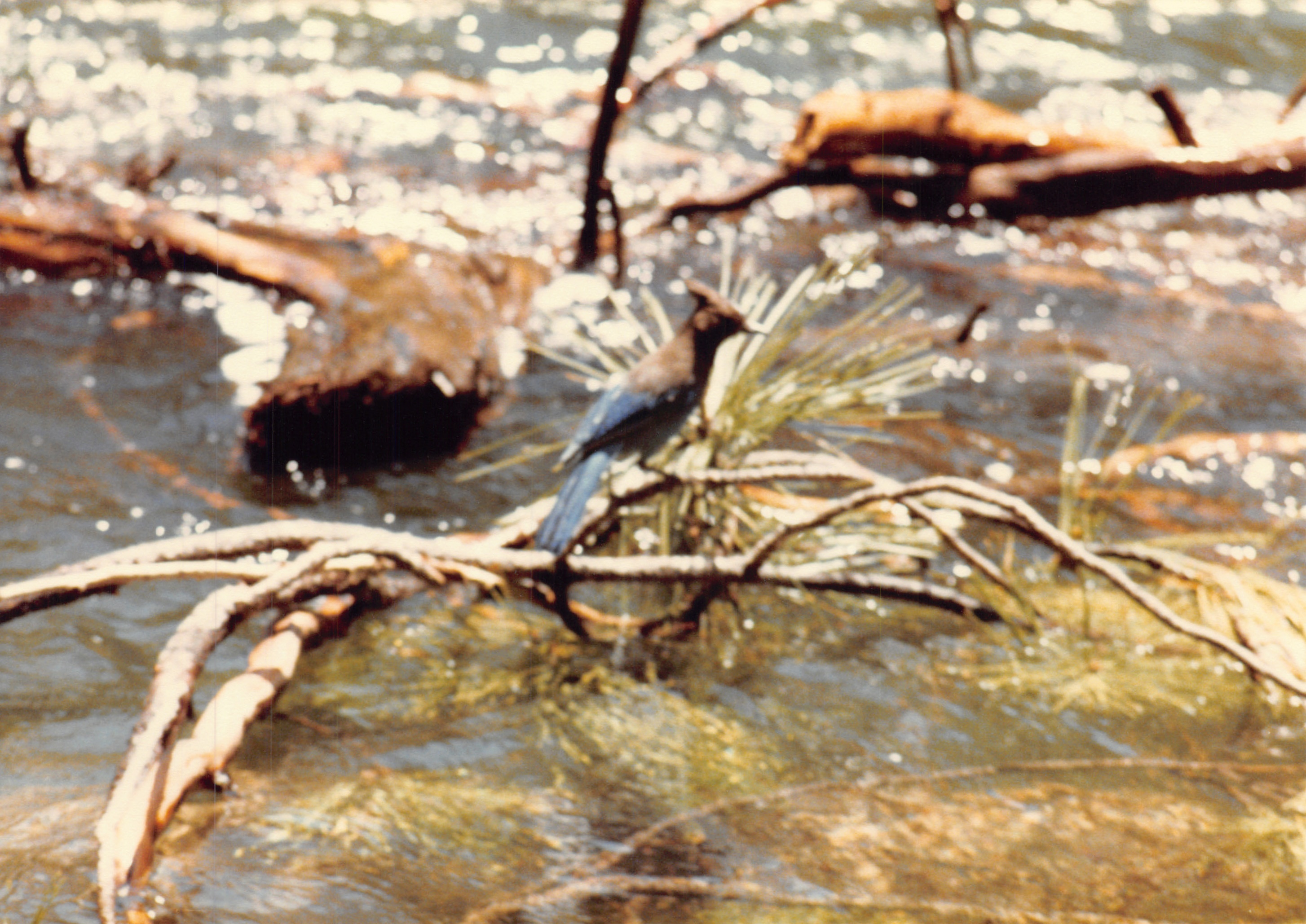 1985b_040.jpg