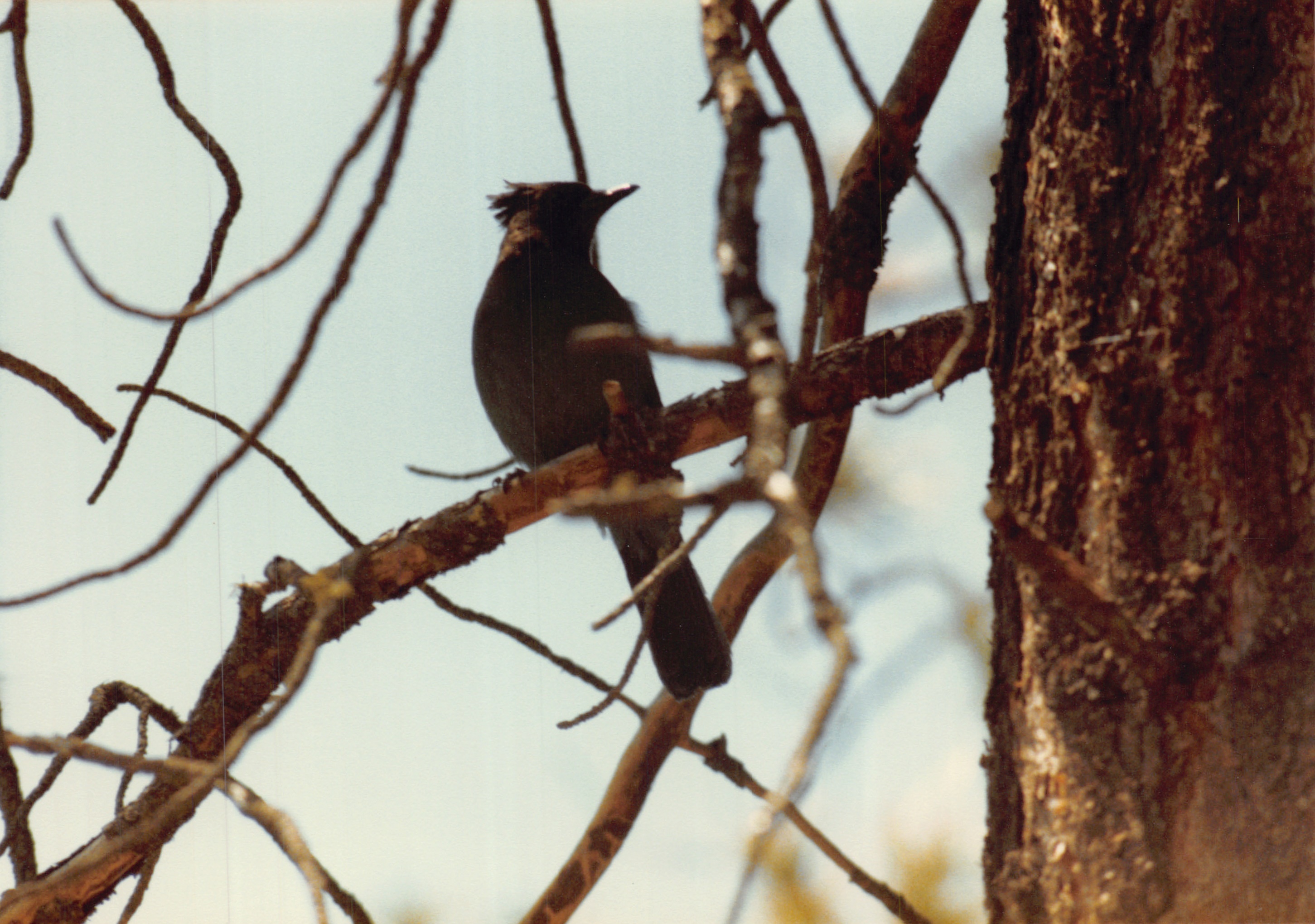 1985b_041.jpg
