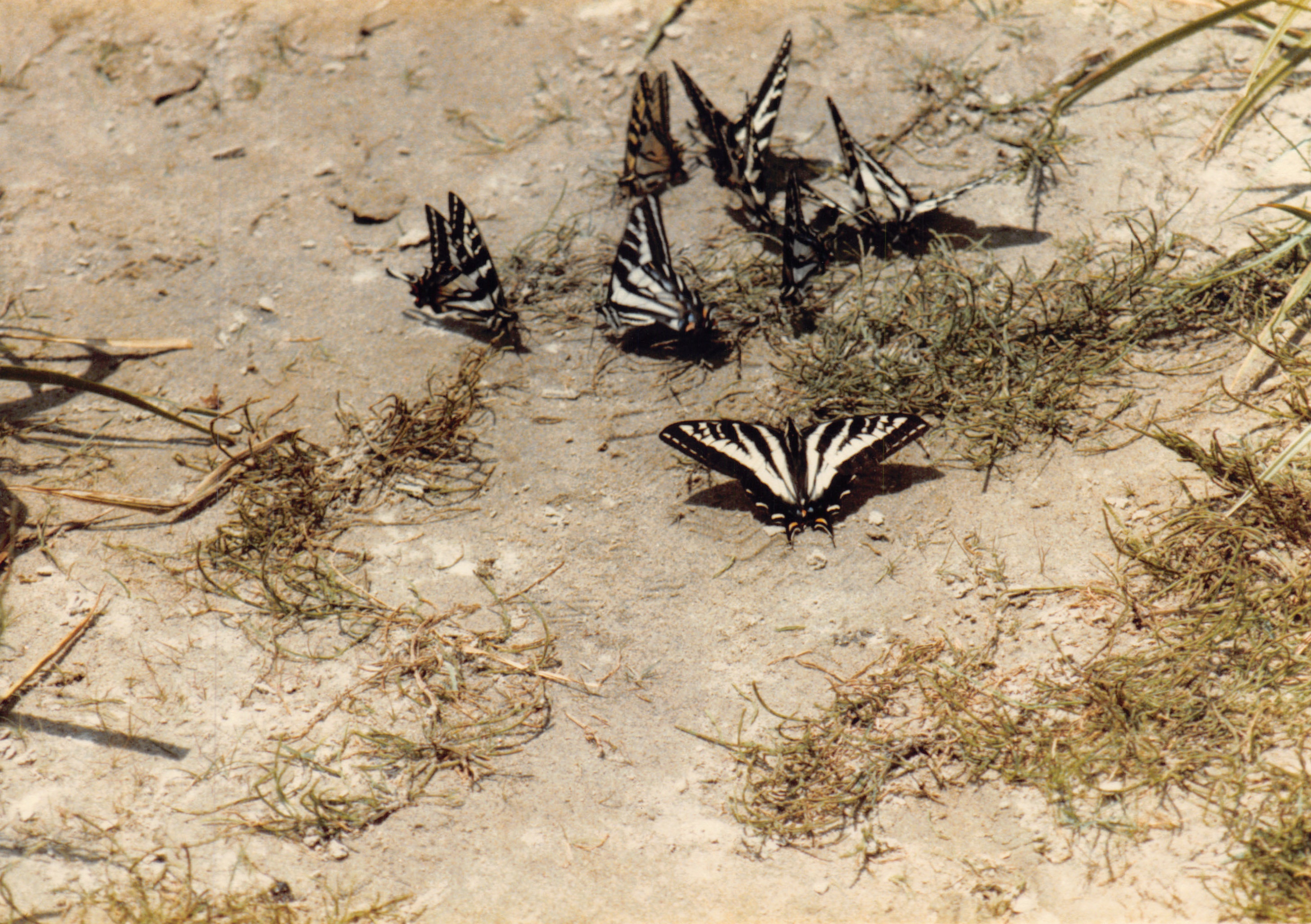 1985b_042.jpg