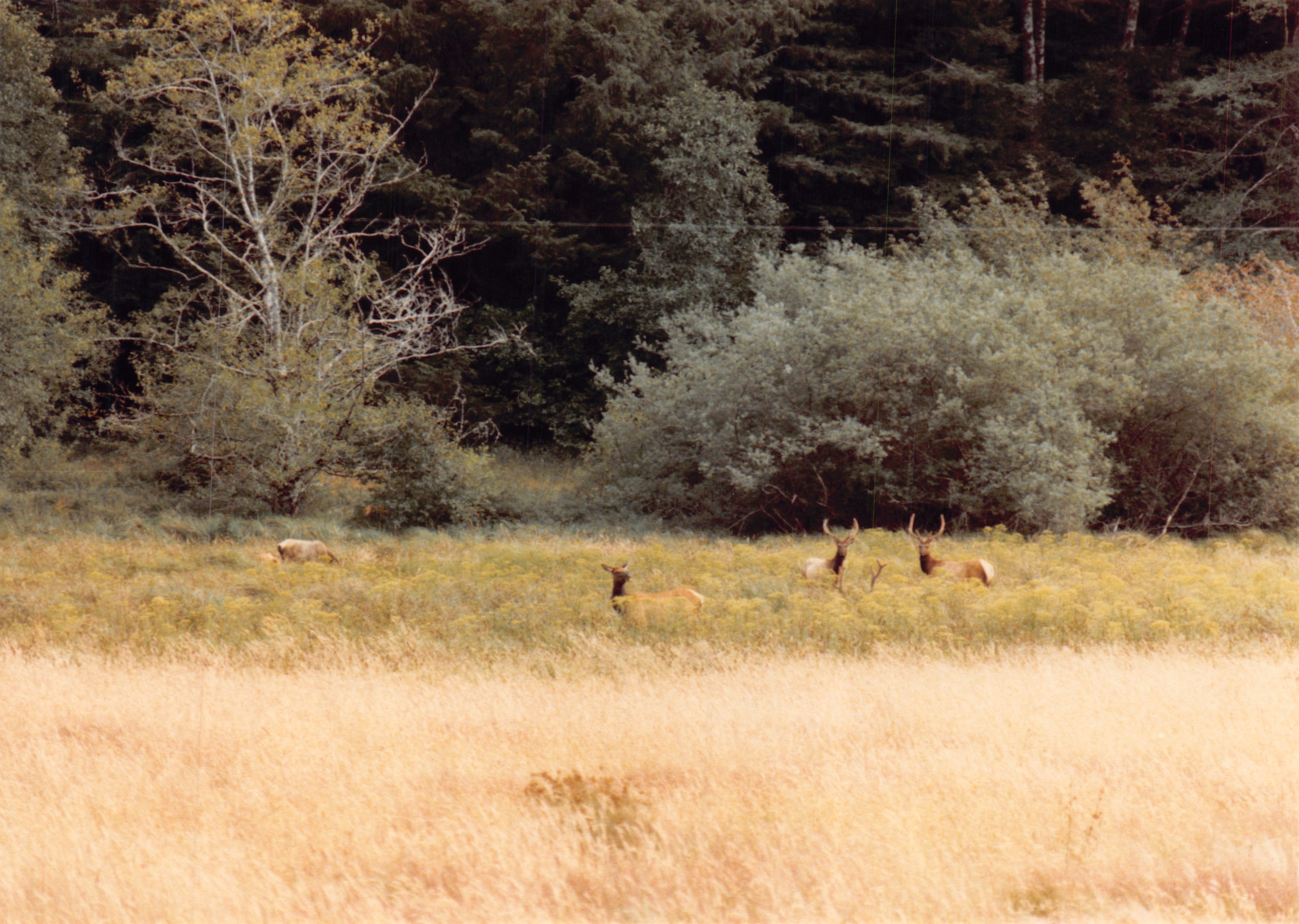 1985b_085.jpg