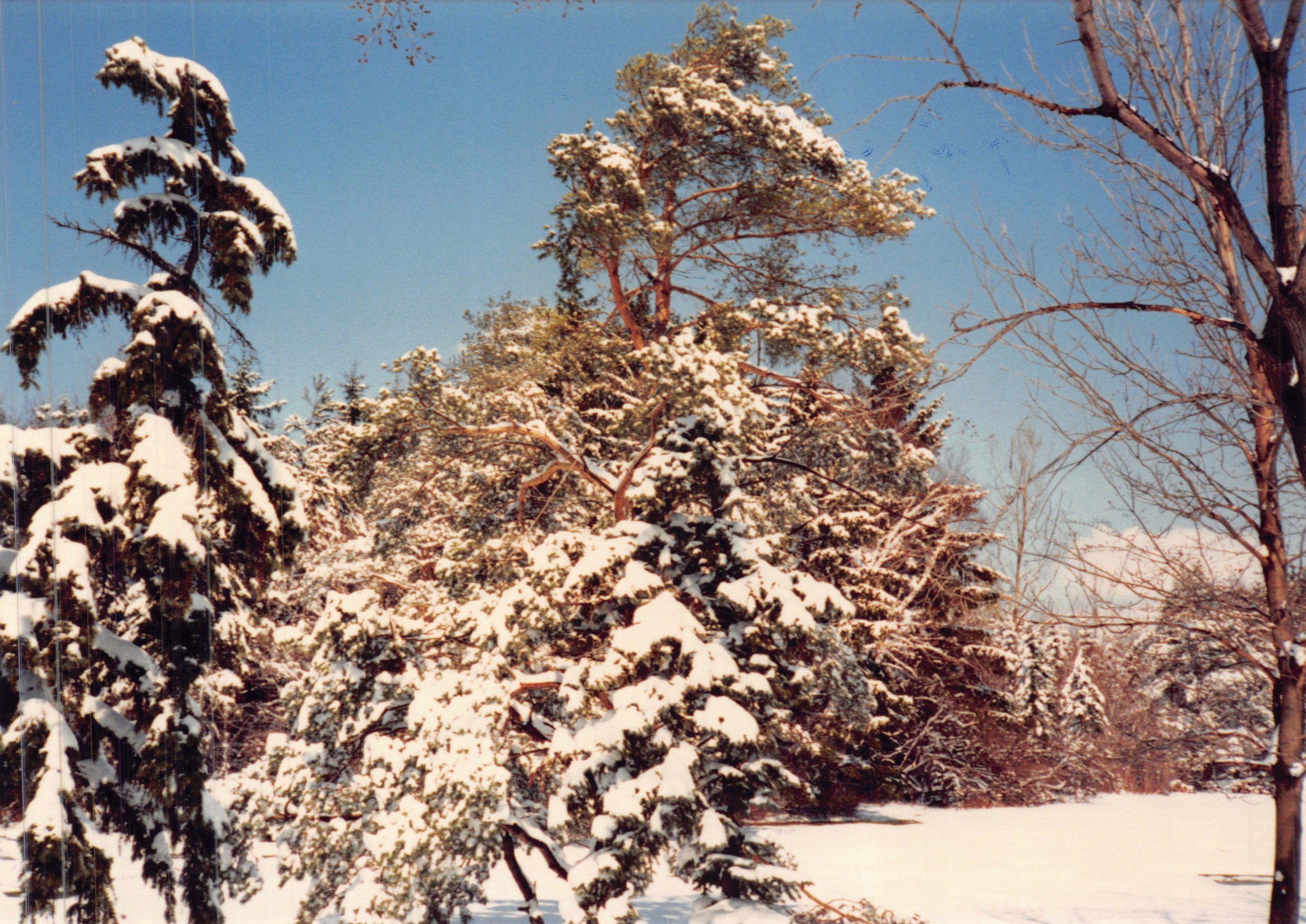 1987e_1013.jpg