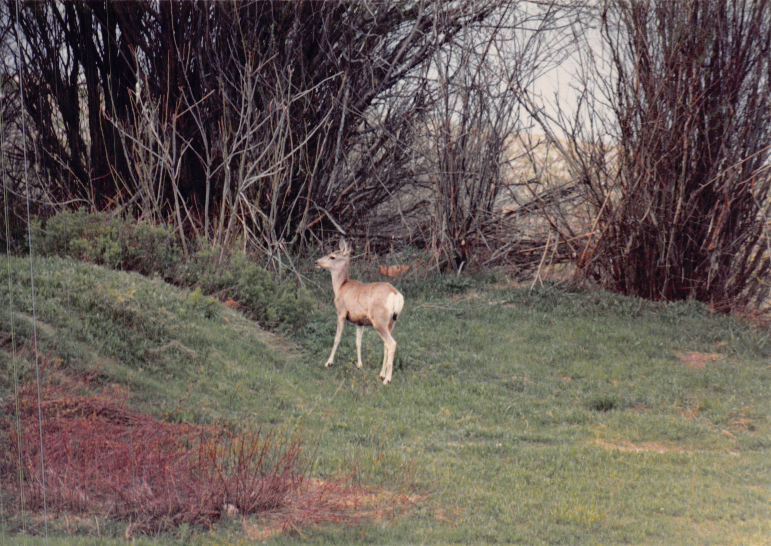 1988_269.jpg