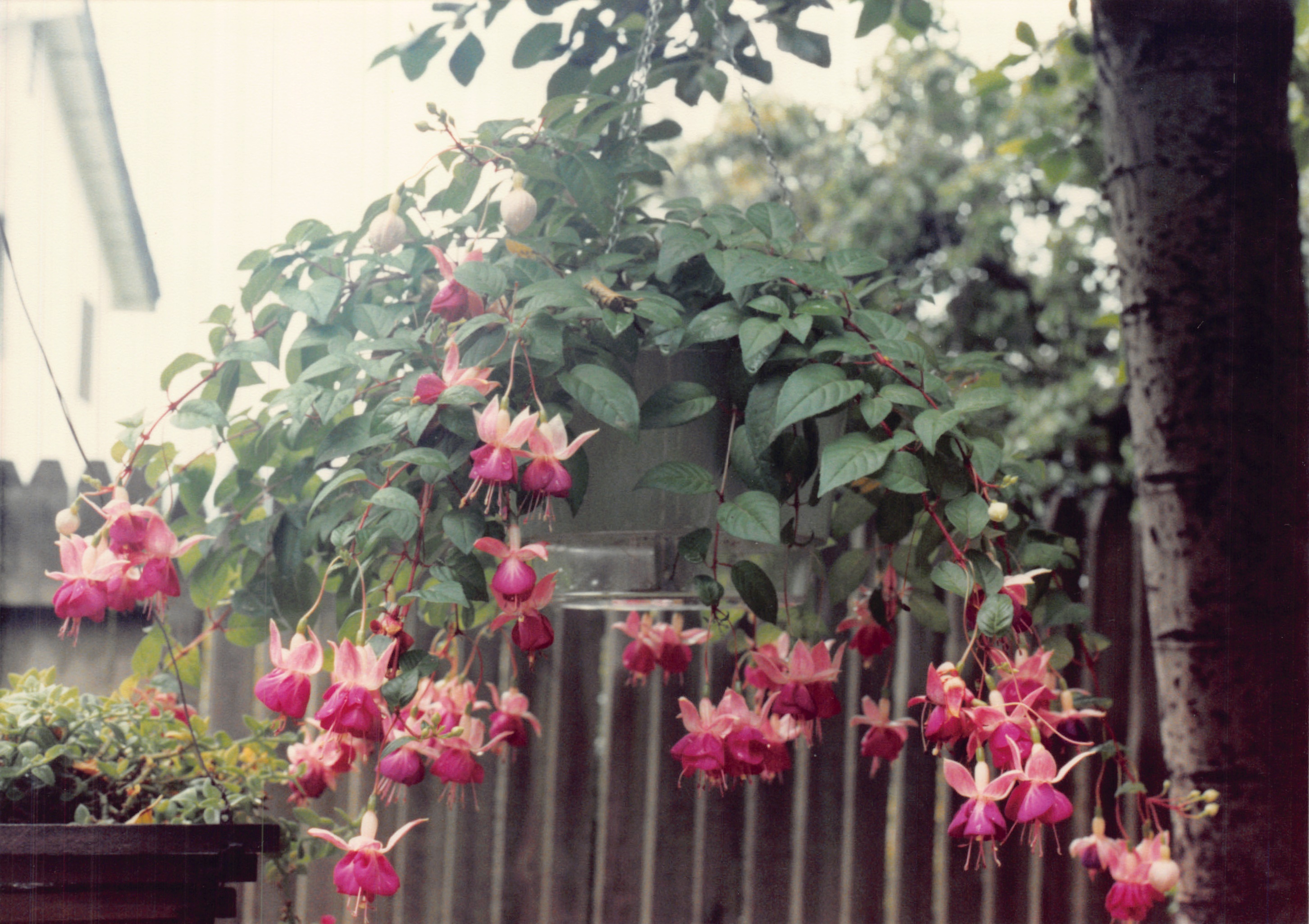 1990_0428.jpg