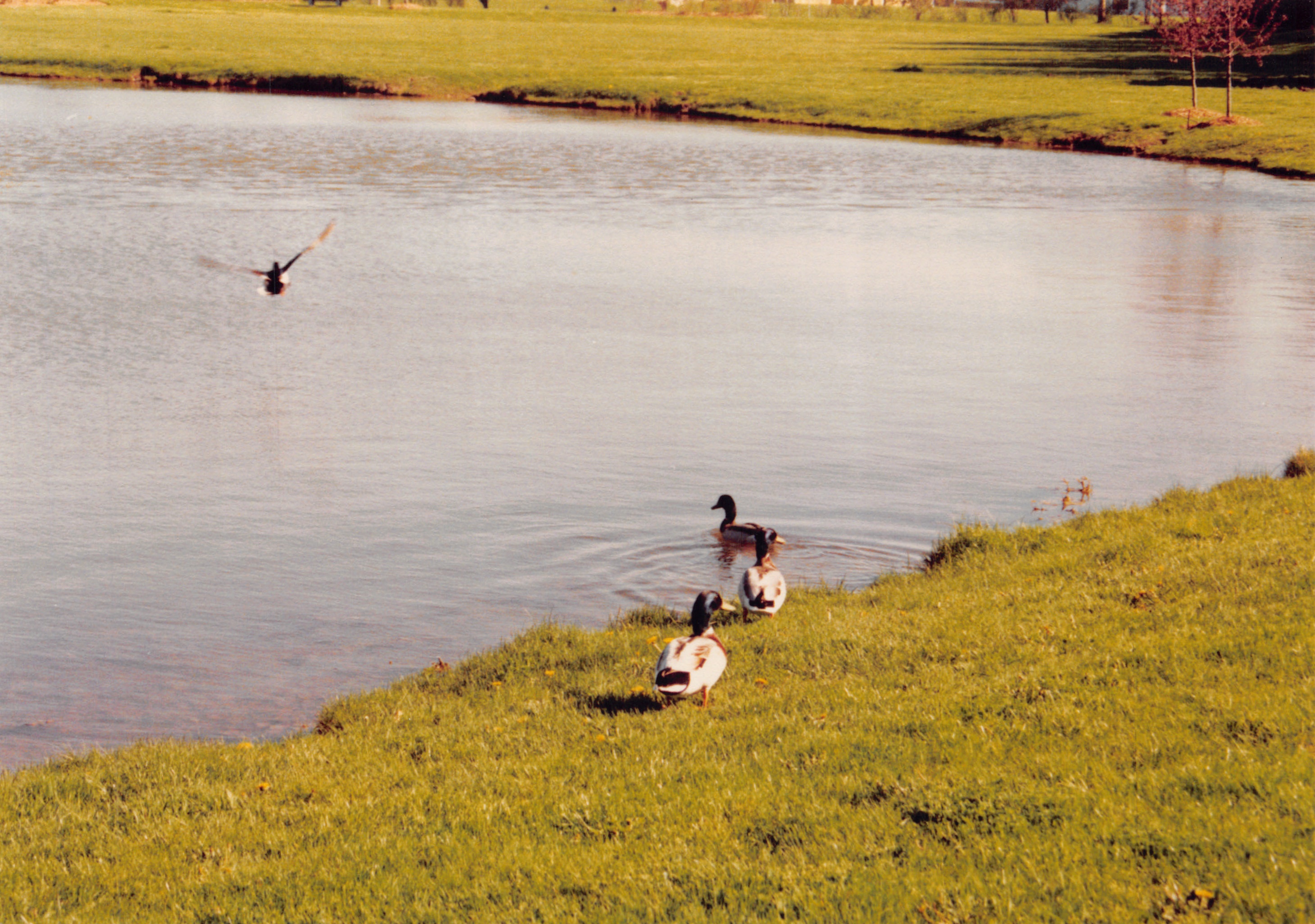 1991a_0825.jpg