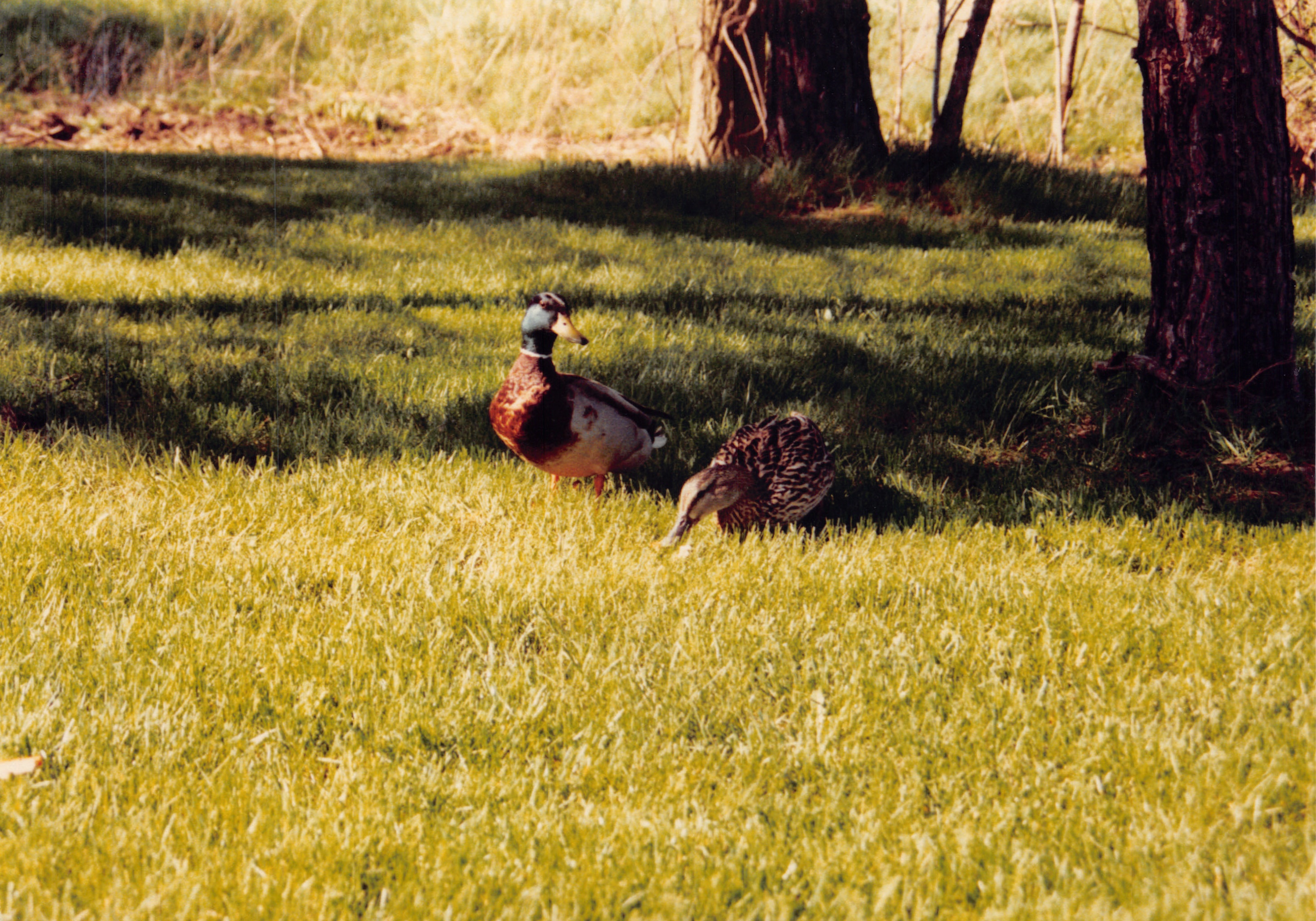1991a_0826.jpg