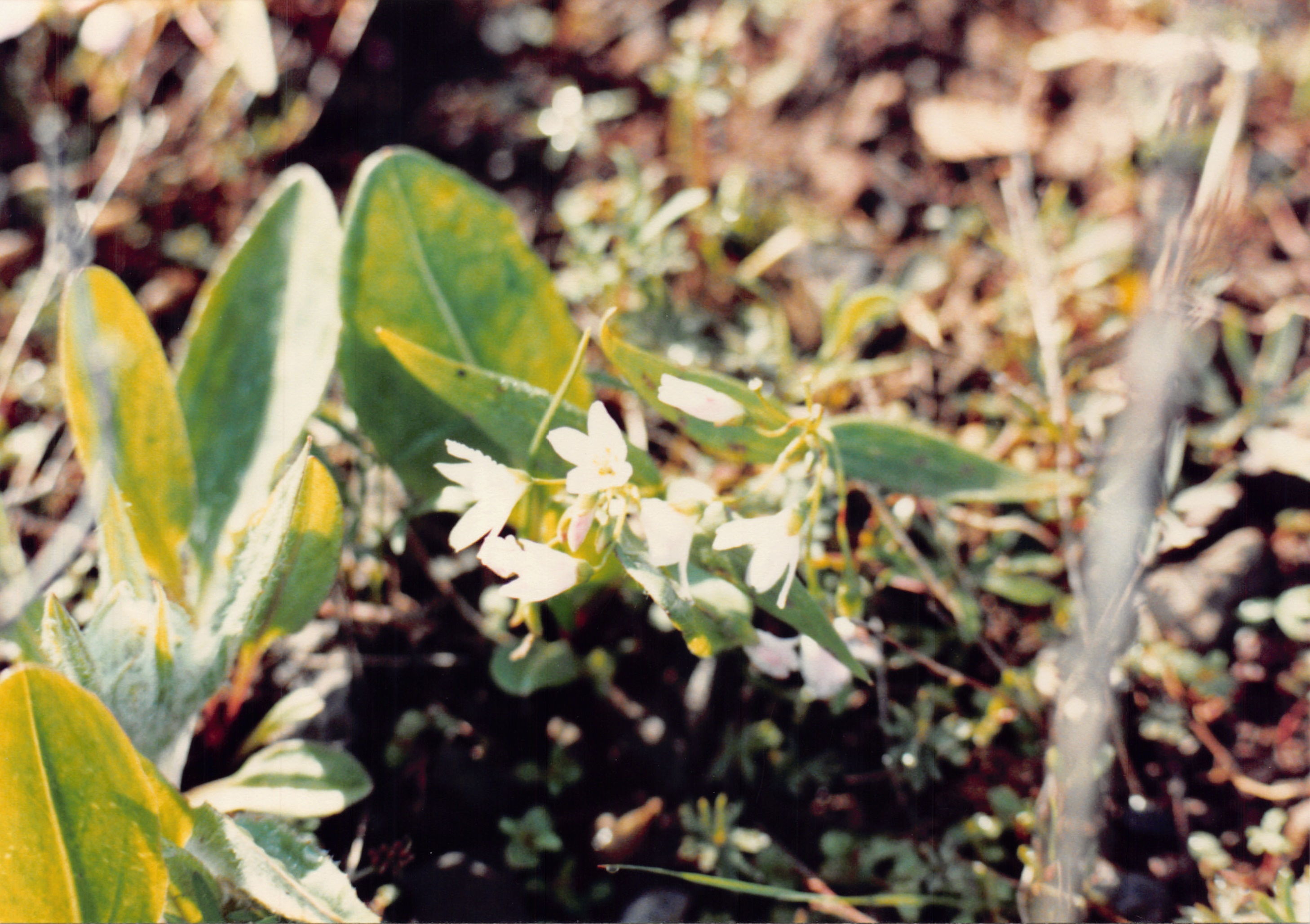 1991a_0906.jpg
