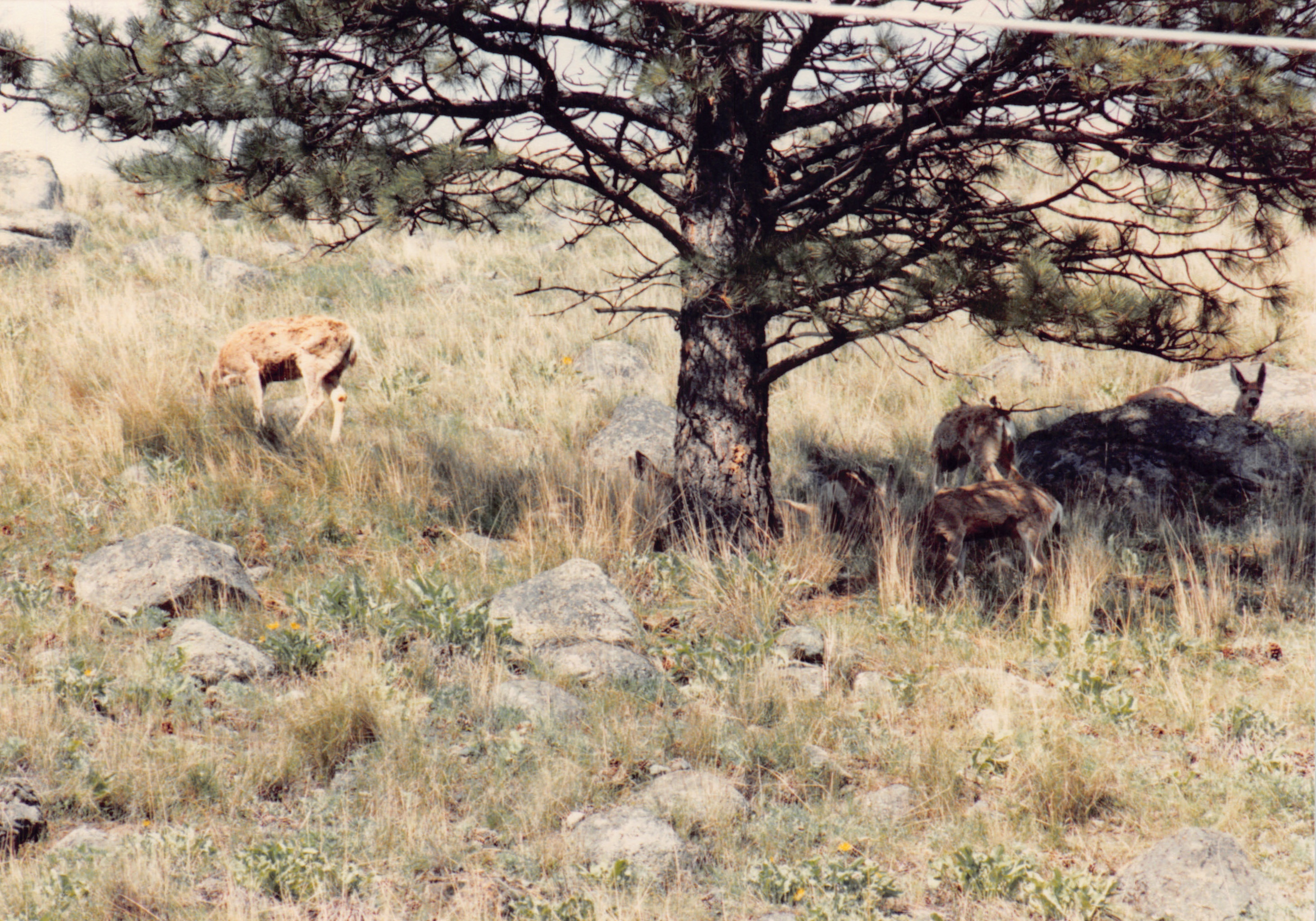 1991a_0924.jpg