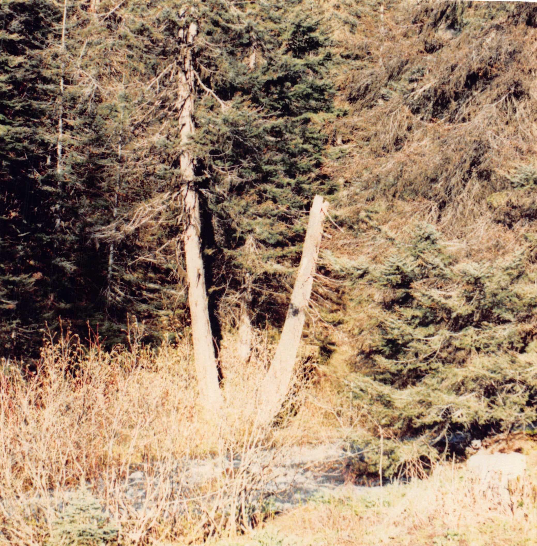 1991a_0965.jpg