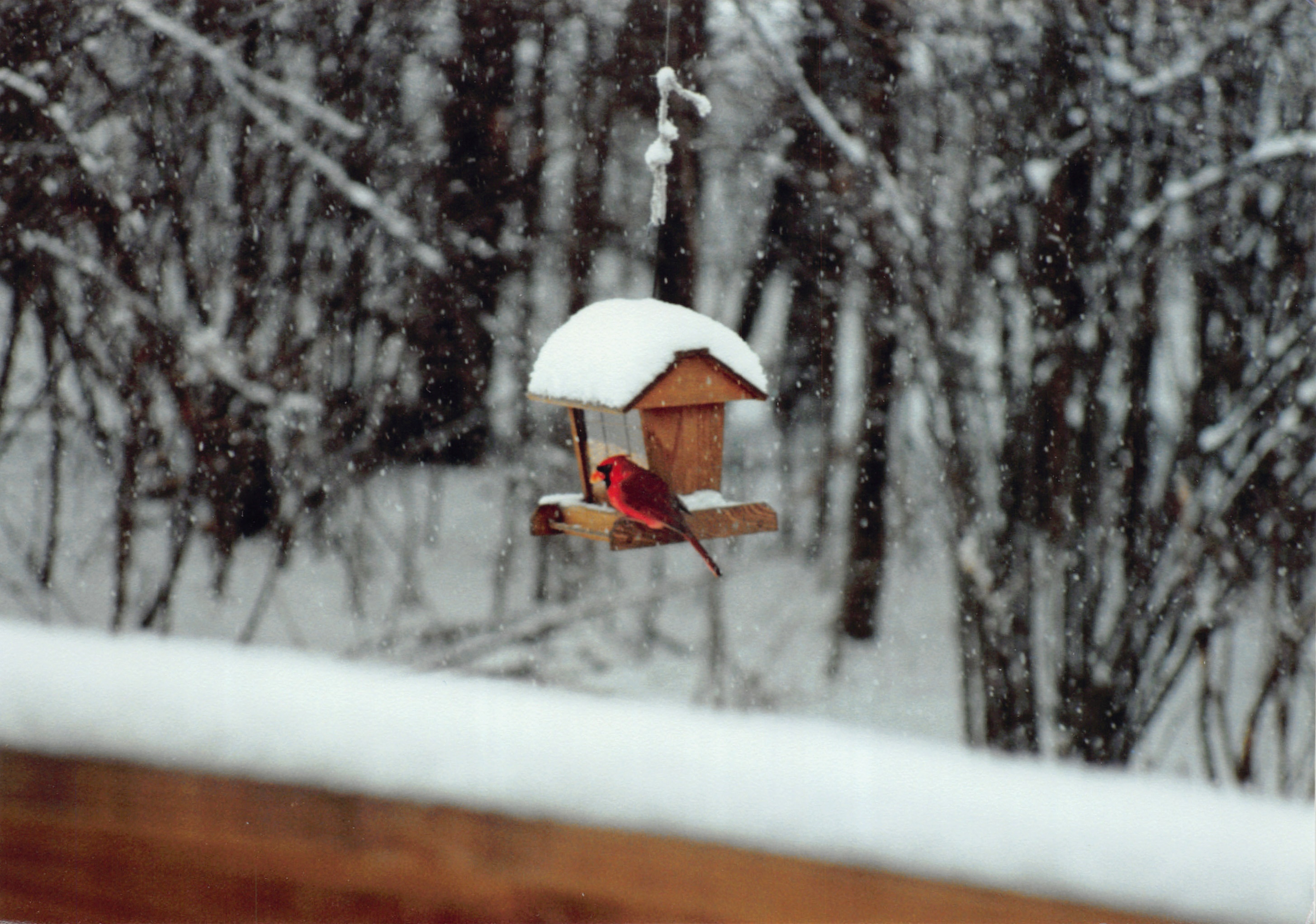 1992_176.jpg