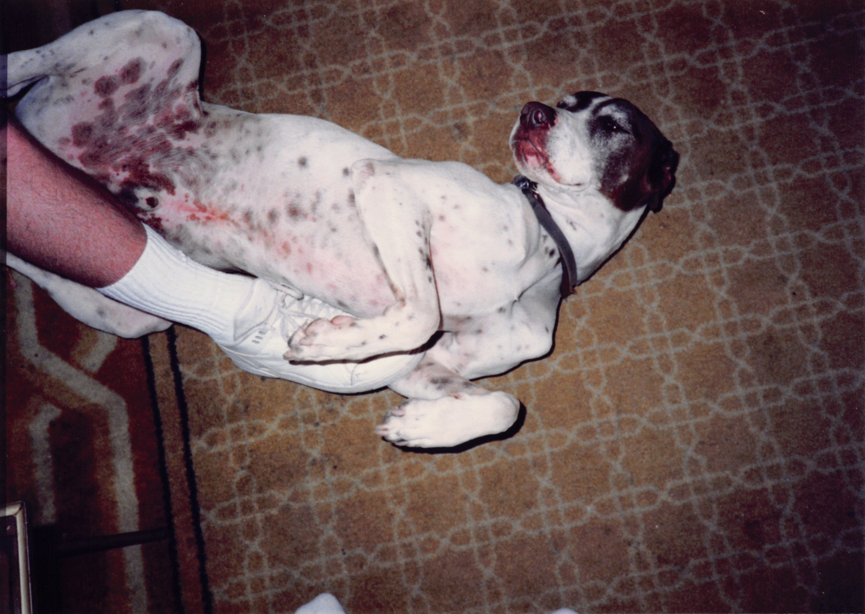 1993a_431.jpg