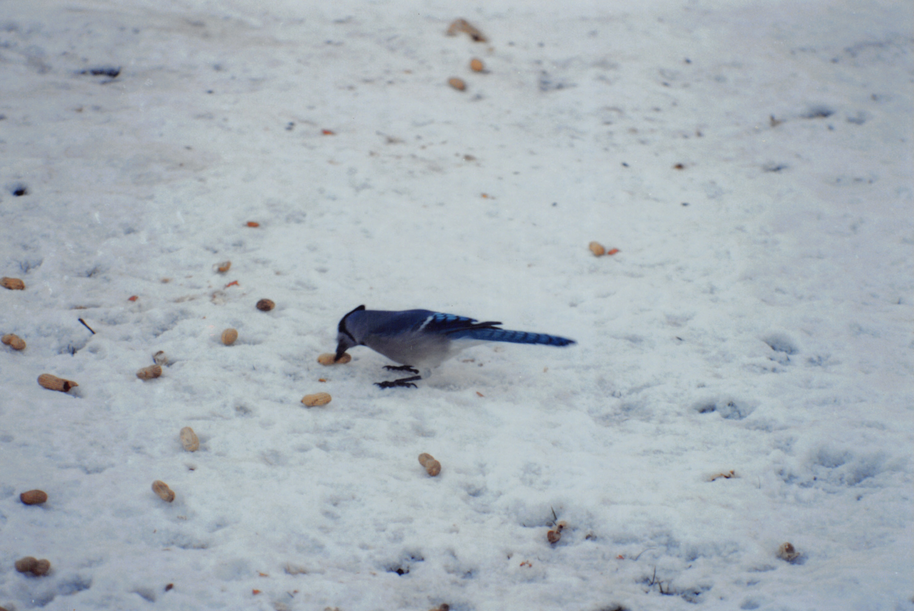 1993b_548.jpg