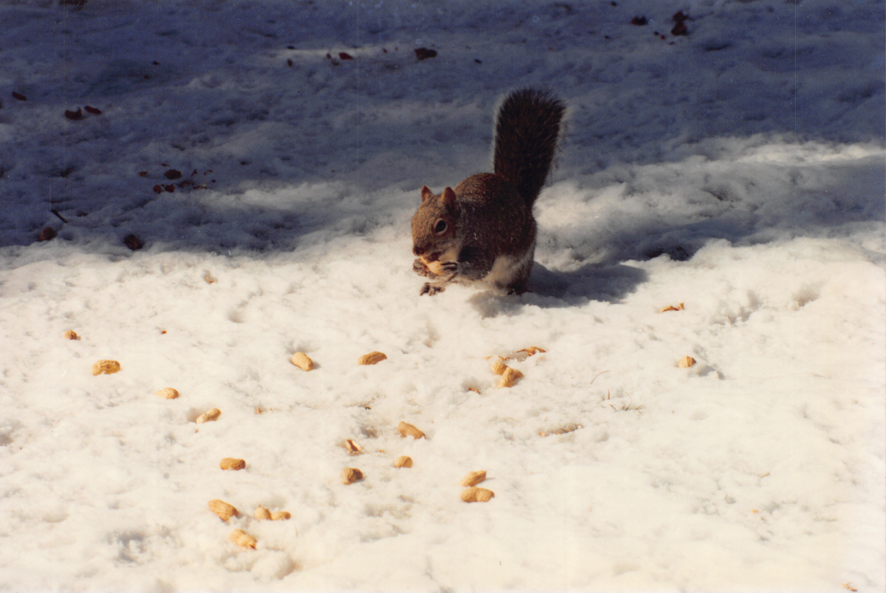 1993b_552.jpg