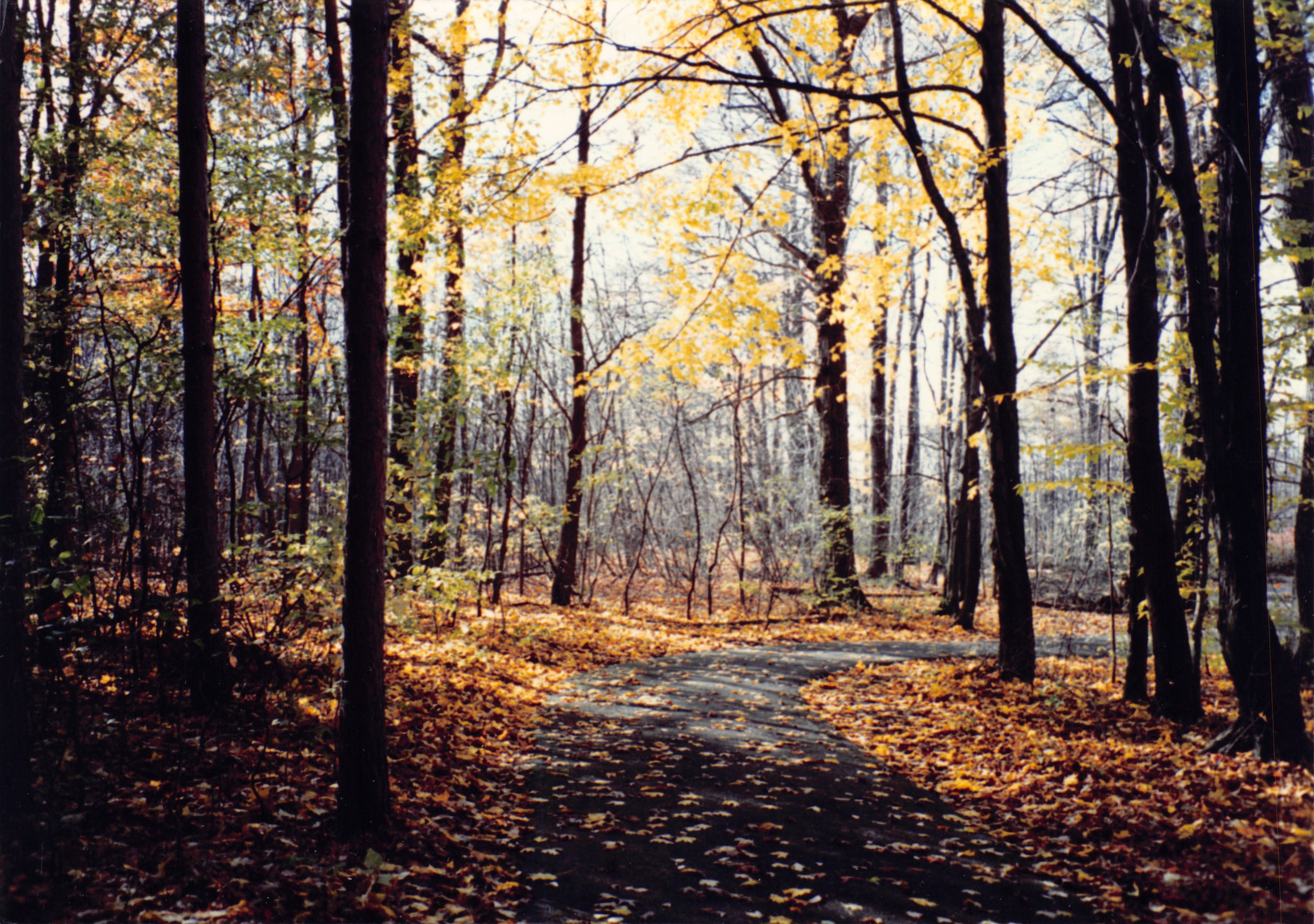 1993b_563.jpg