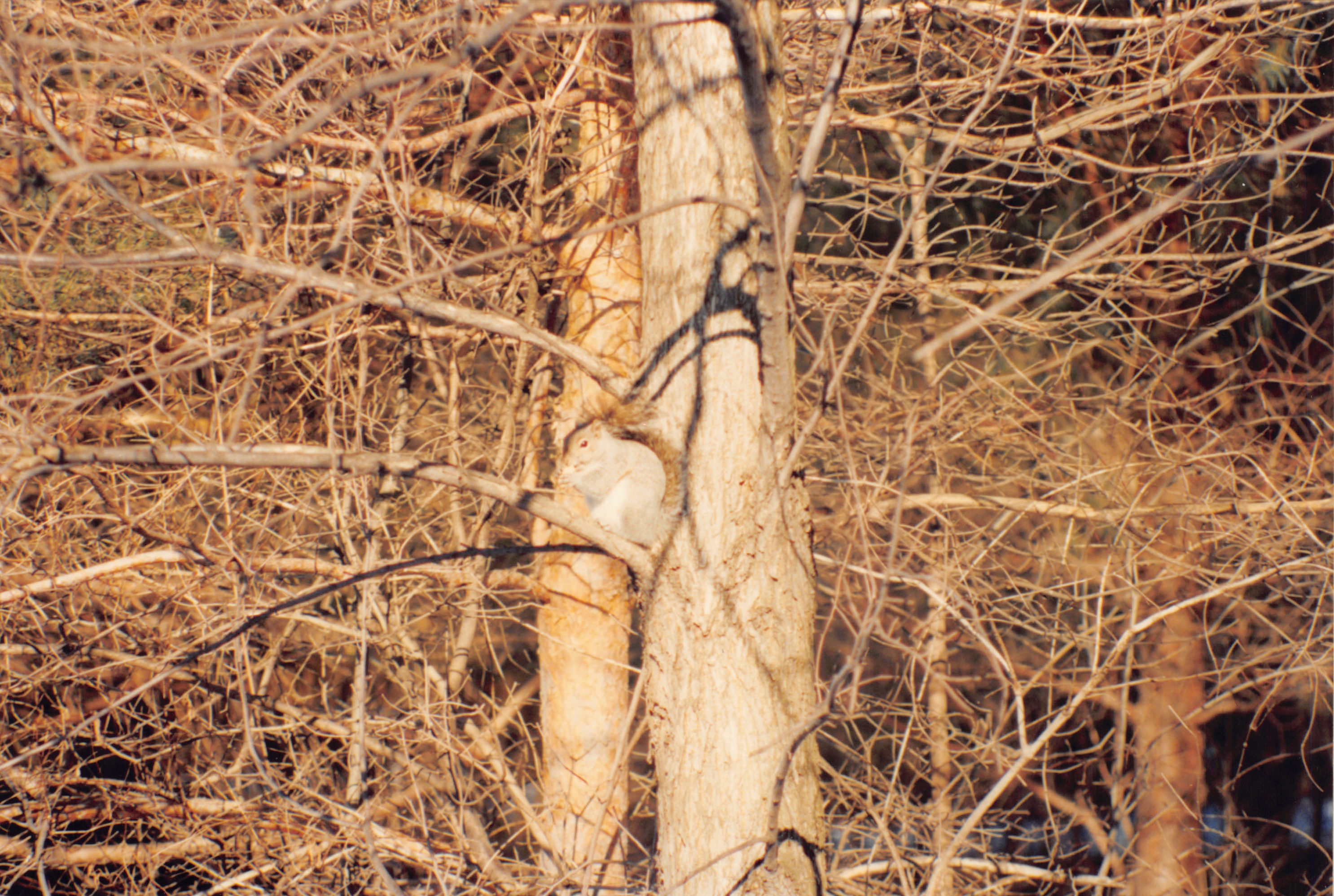 1993b_573.jpg
