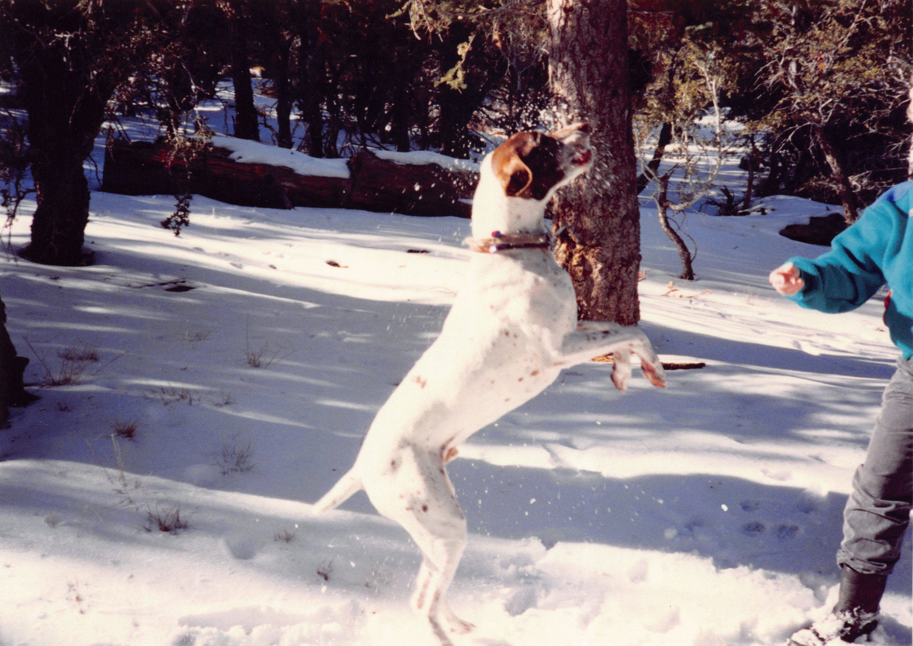 1993c_491.jpg