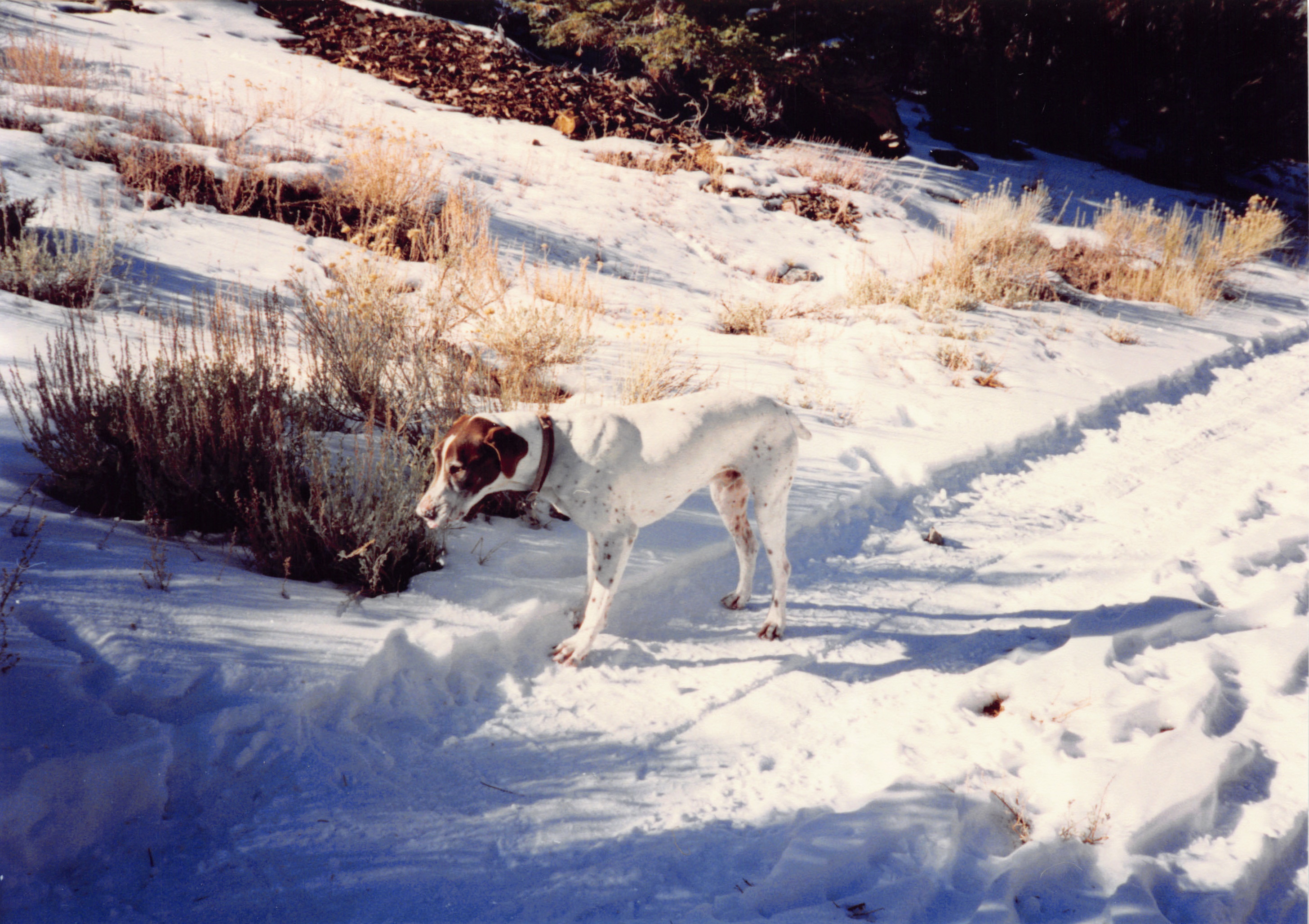 1993c_495.jpg