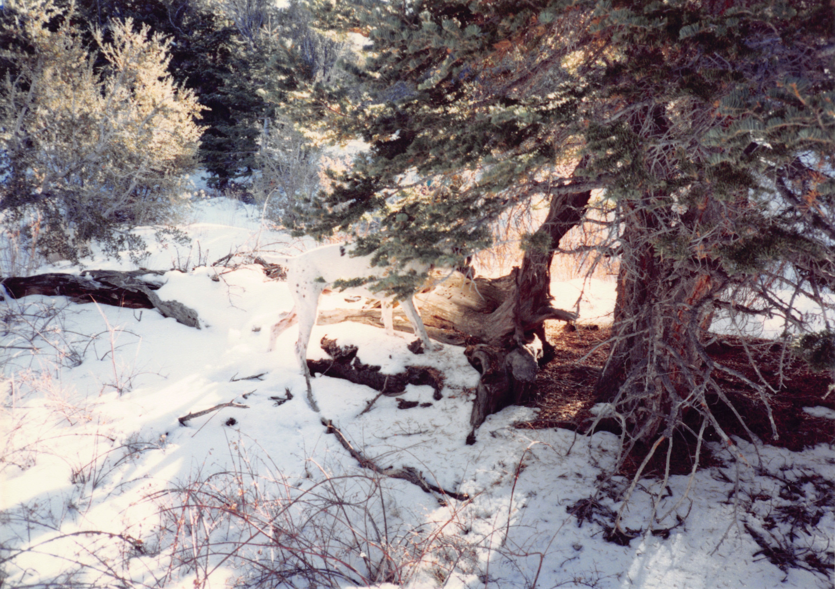 1993c_505.jpg