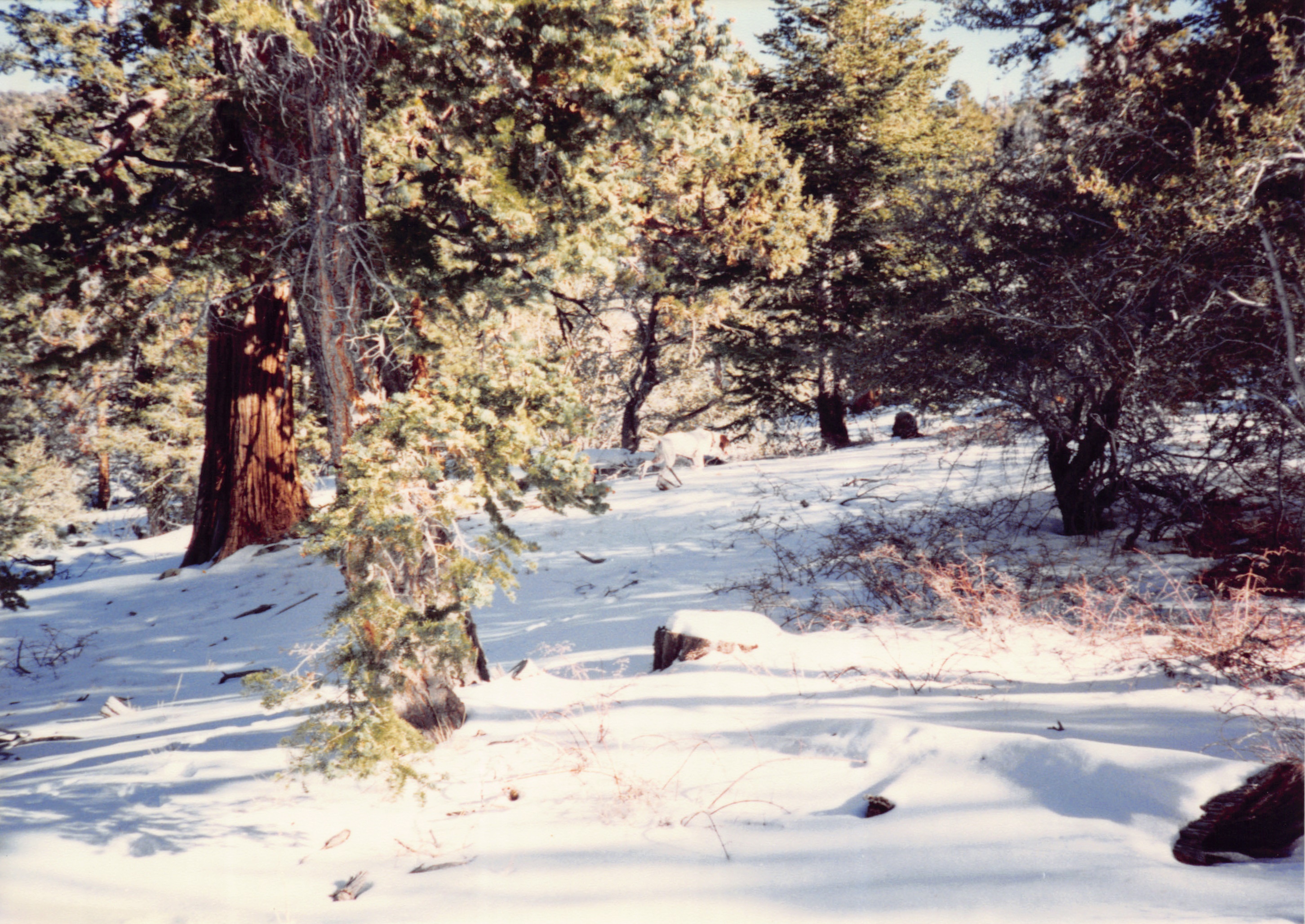 1993c_507.jpg