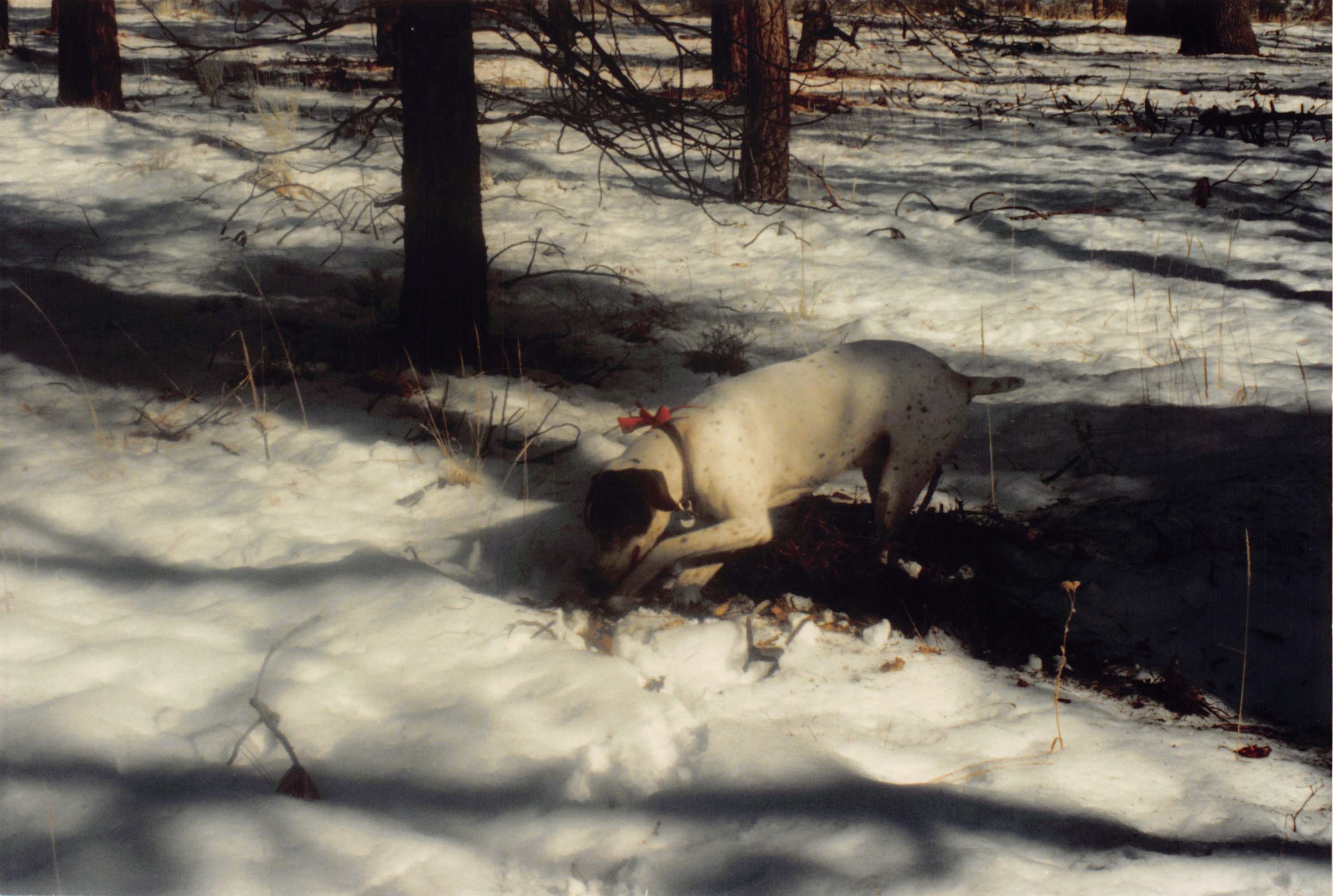 1994b_132.jpg