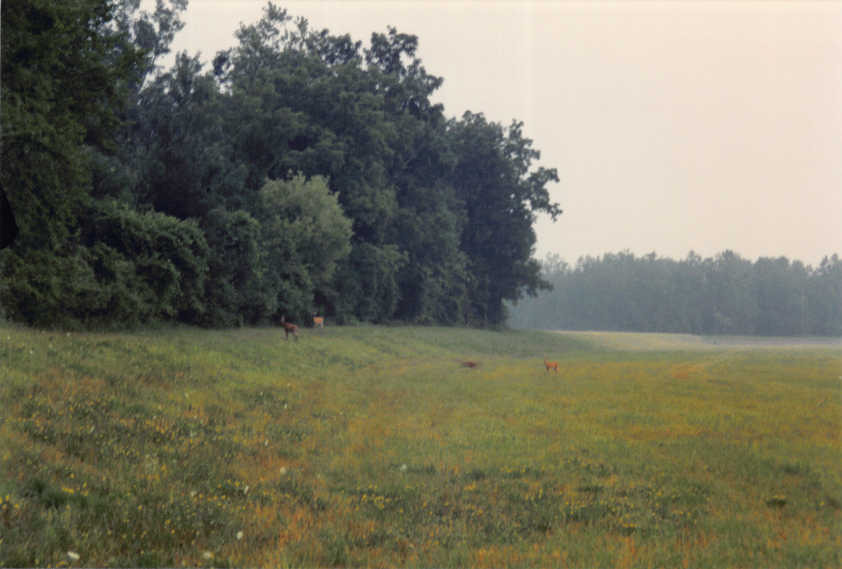 1994_Summer_275.jpg