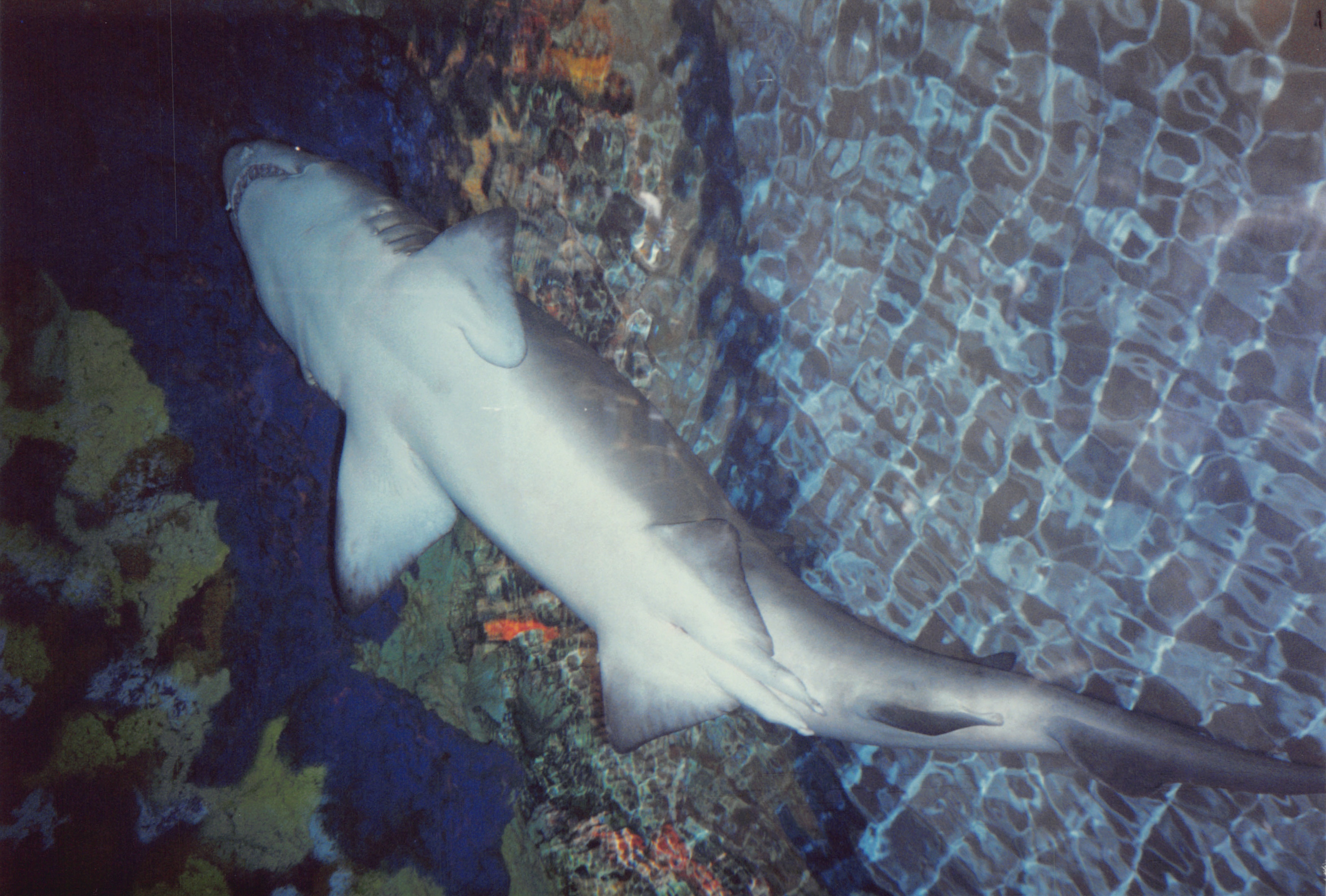 1994_Summer_498.jpg