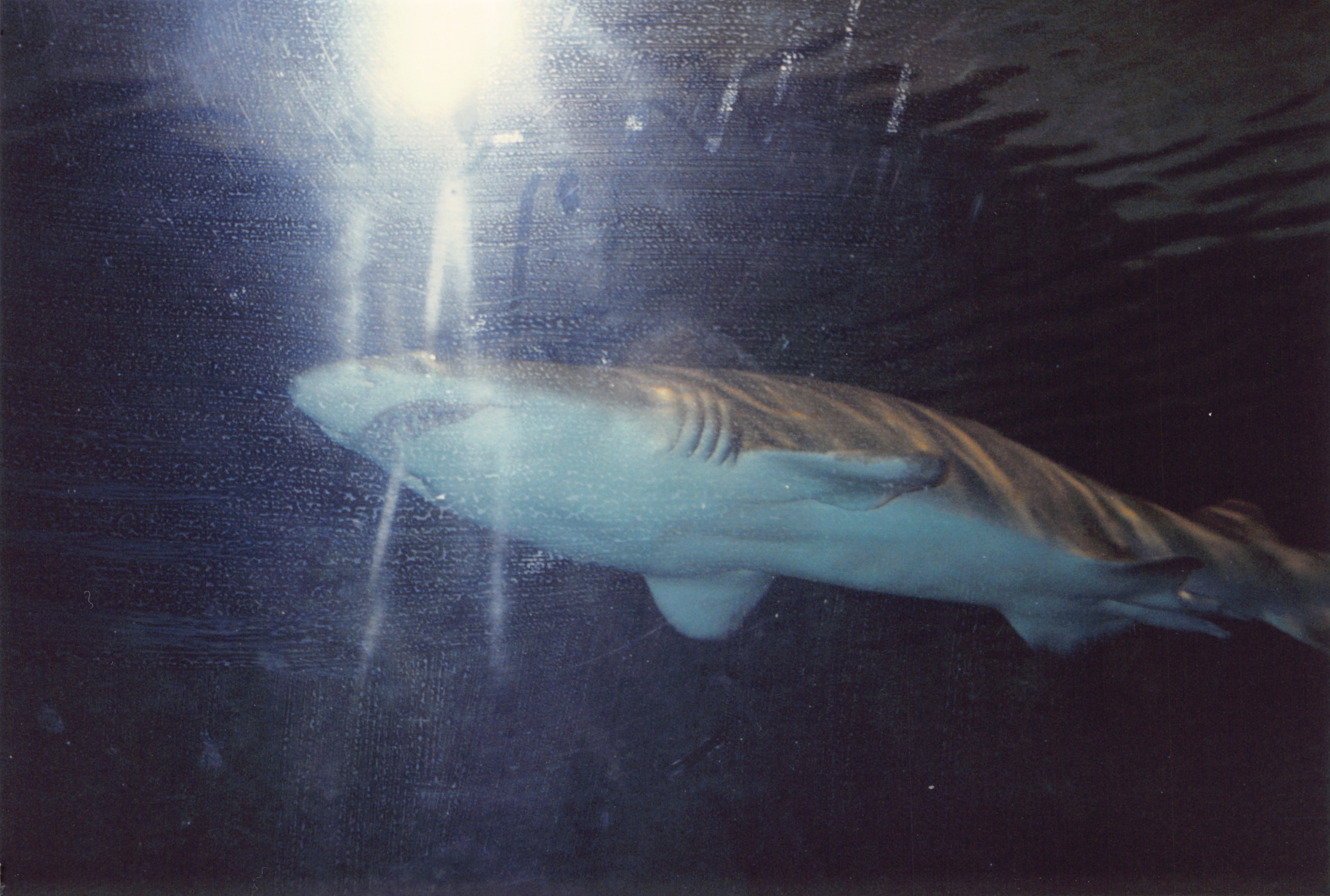 1994_Summer_500.jpg