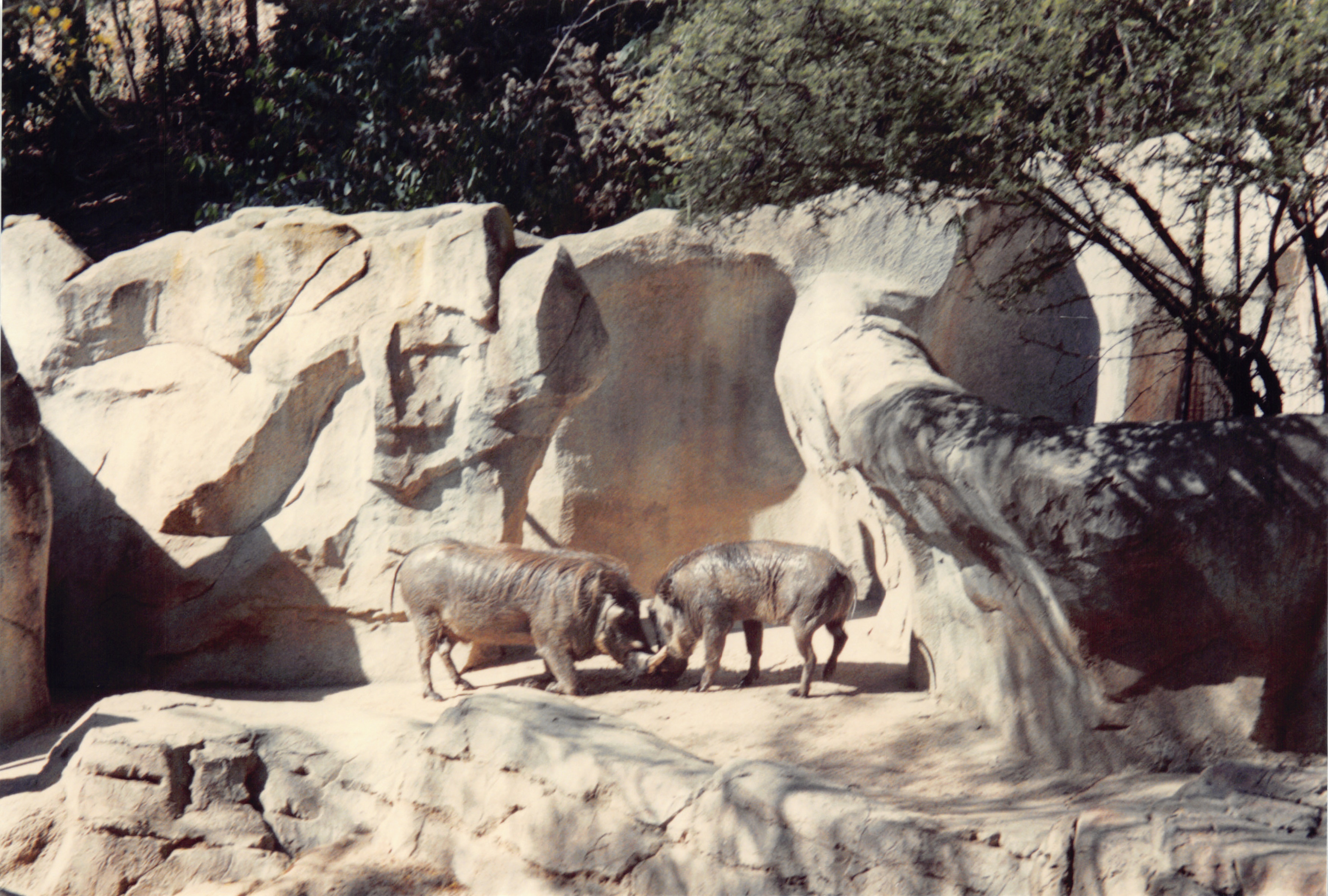 1994_Summer_504.jpg