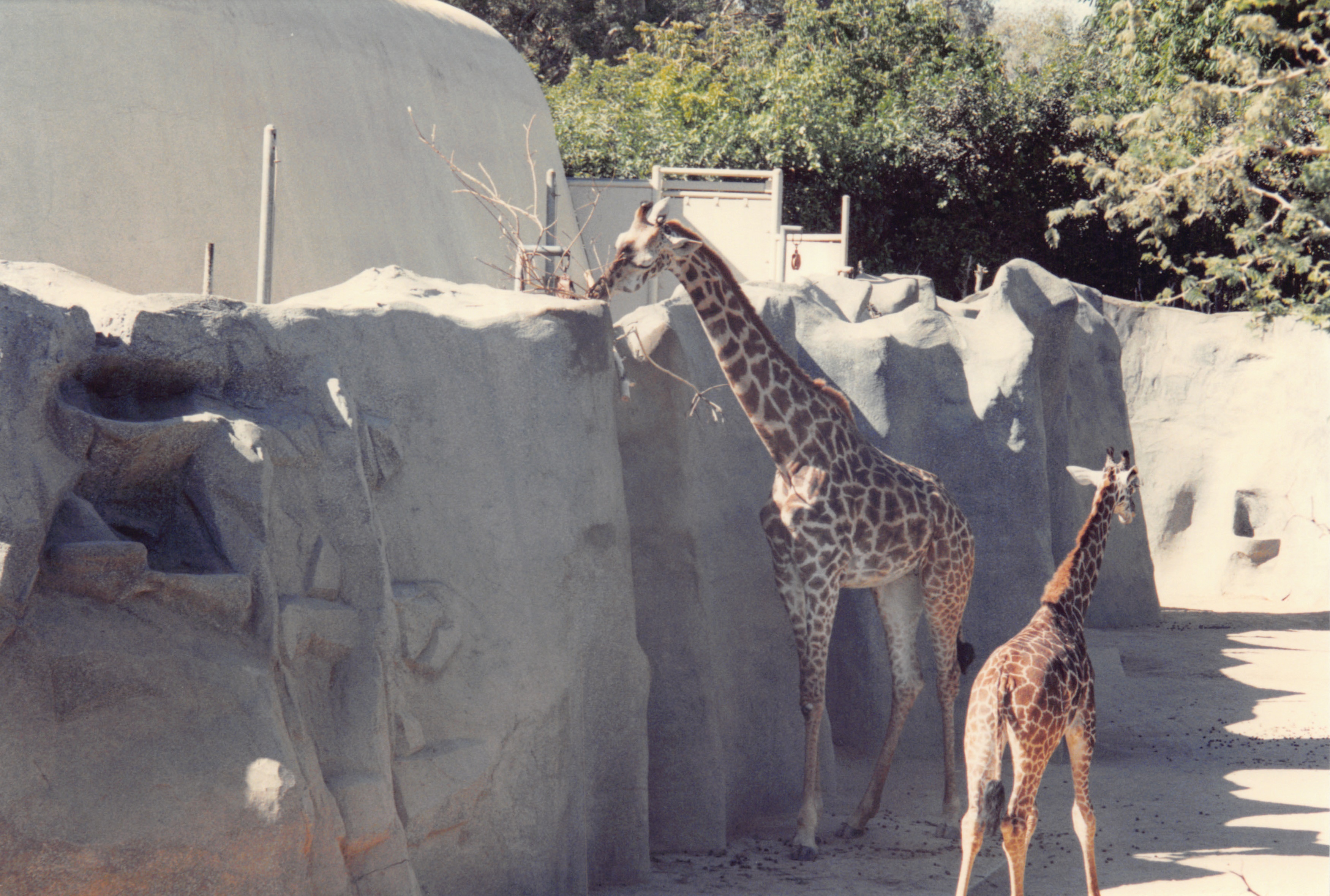 1994_Summer_506.jpg