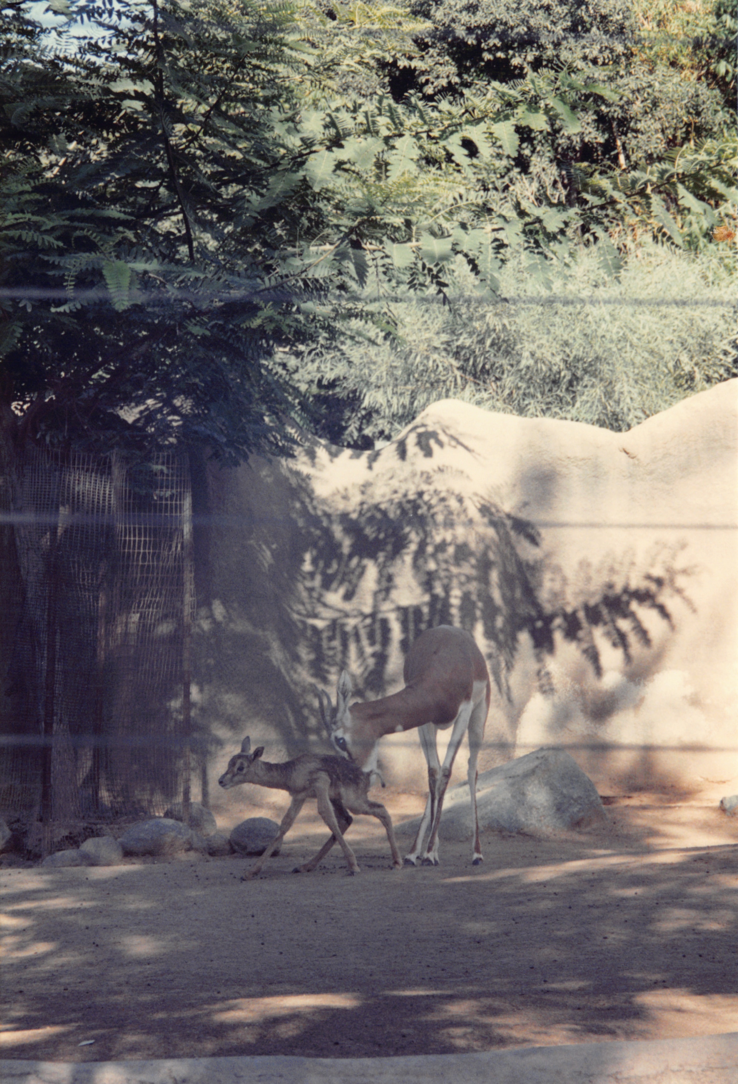 1994_Summer_514.jpg
