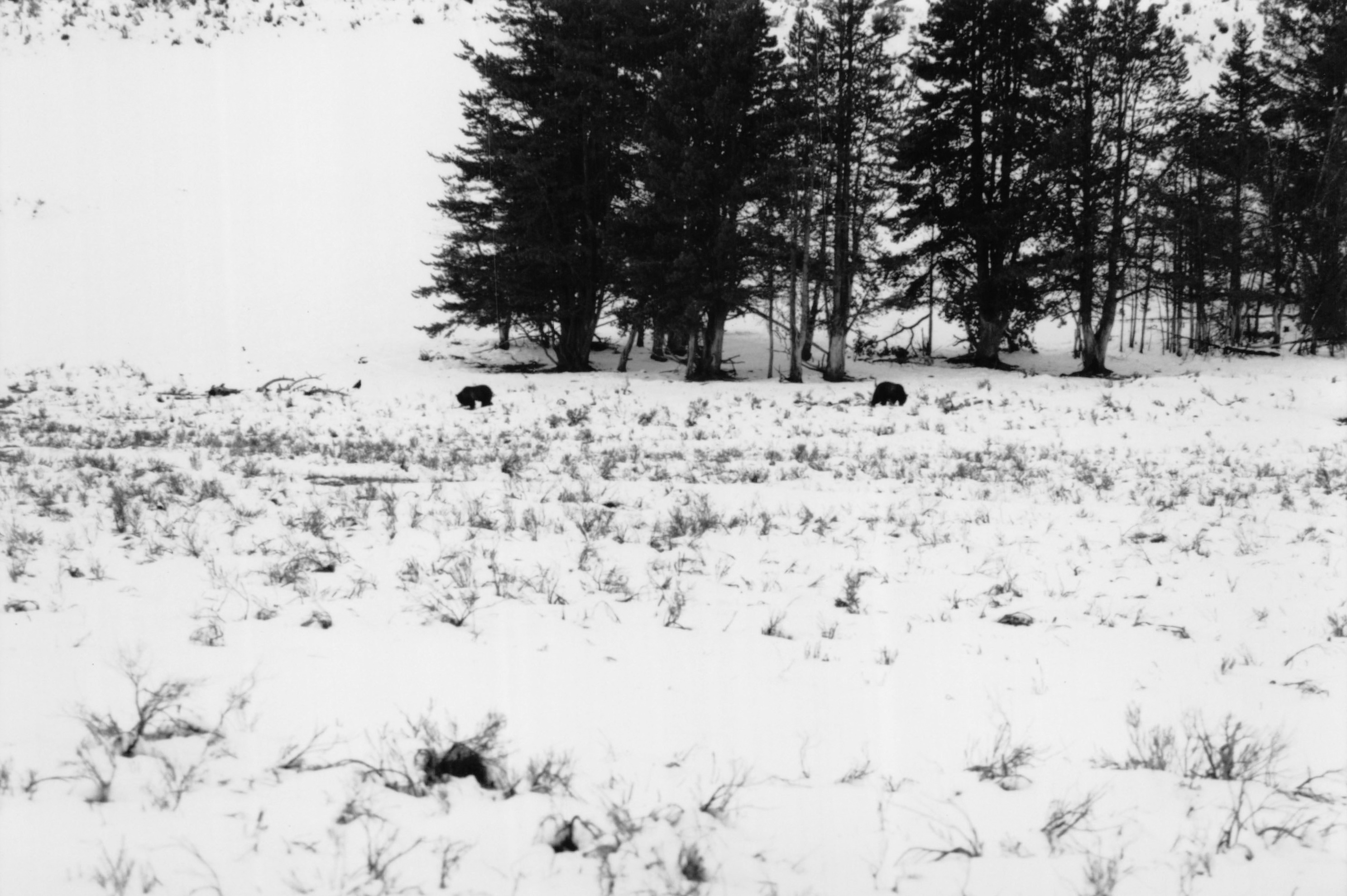 1996_331.jpg