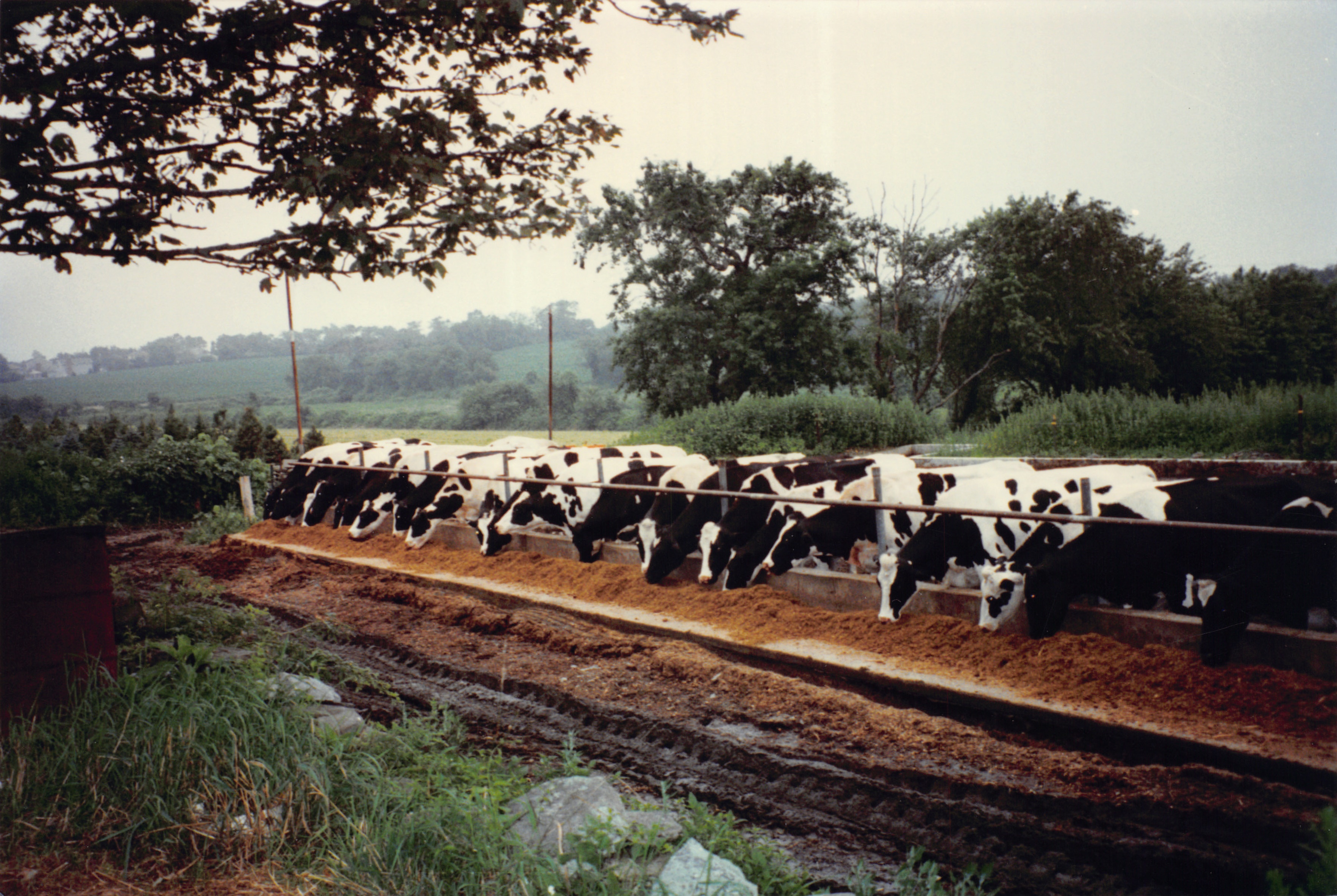 1996_478.jpg