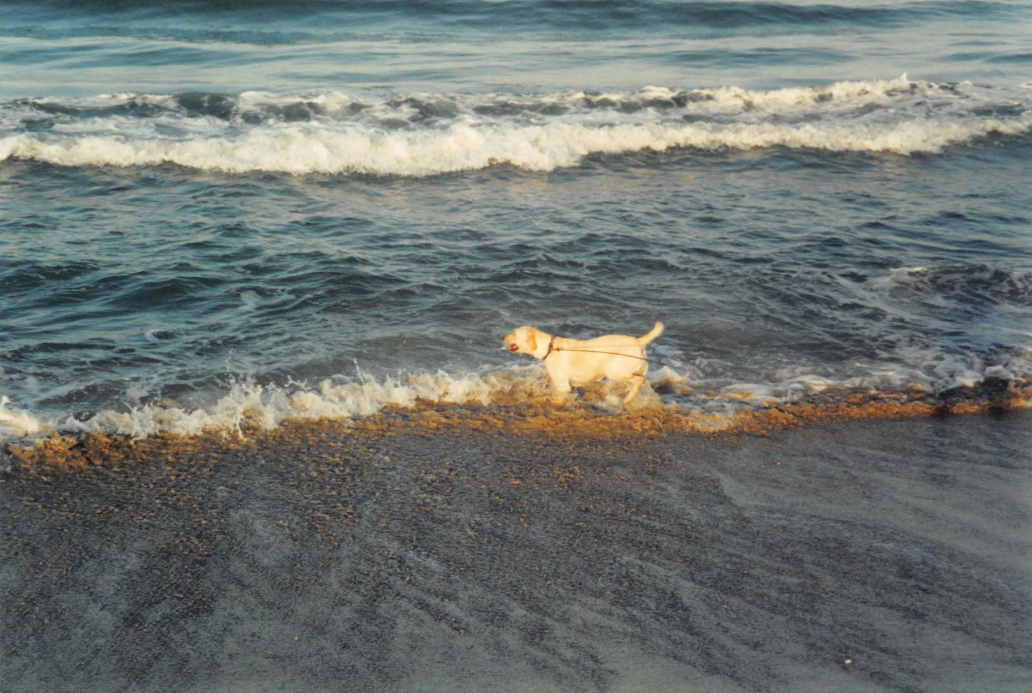 2000_288.jpg