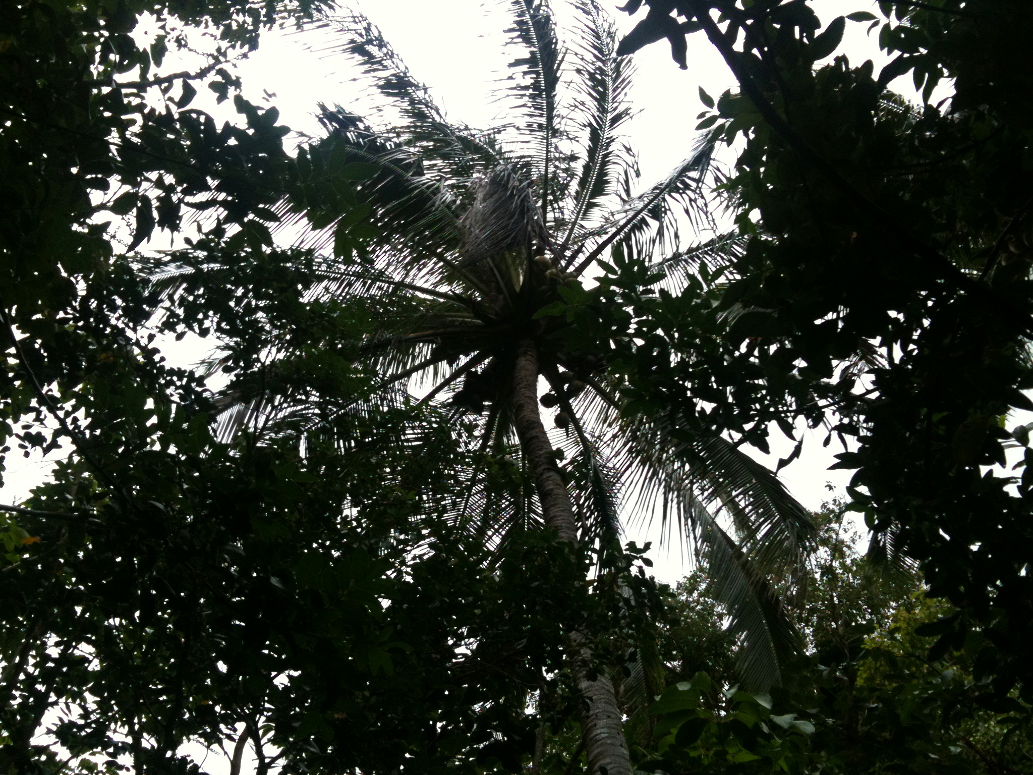 IMG_0033.jpeg