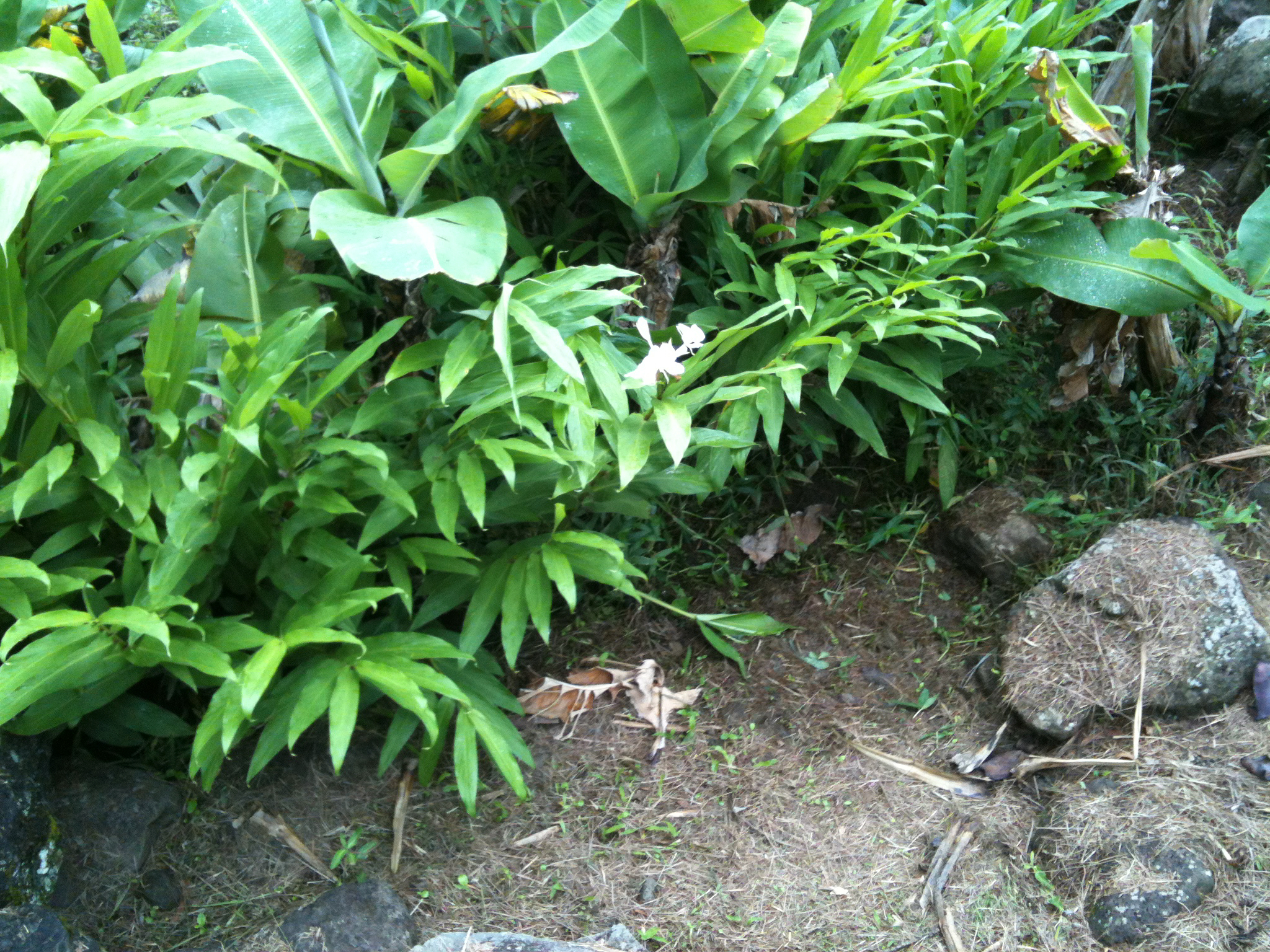 IMG_0036.jpeg