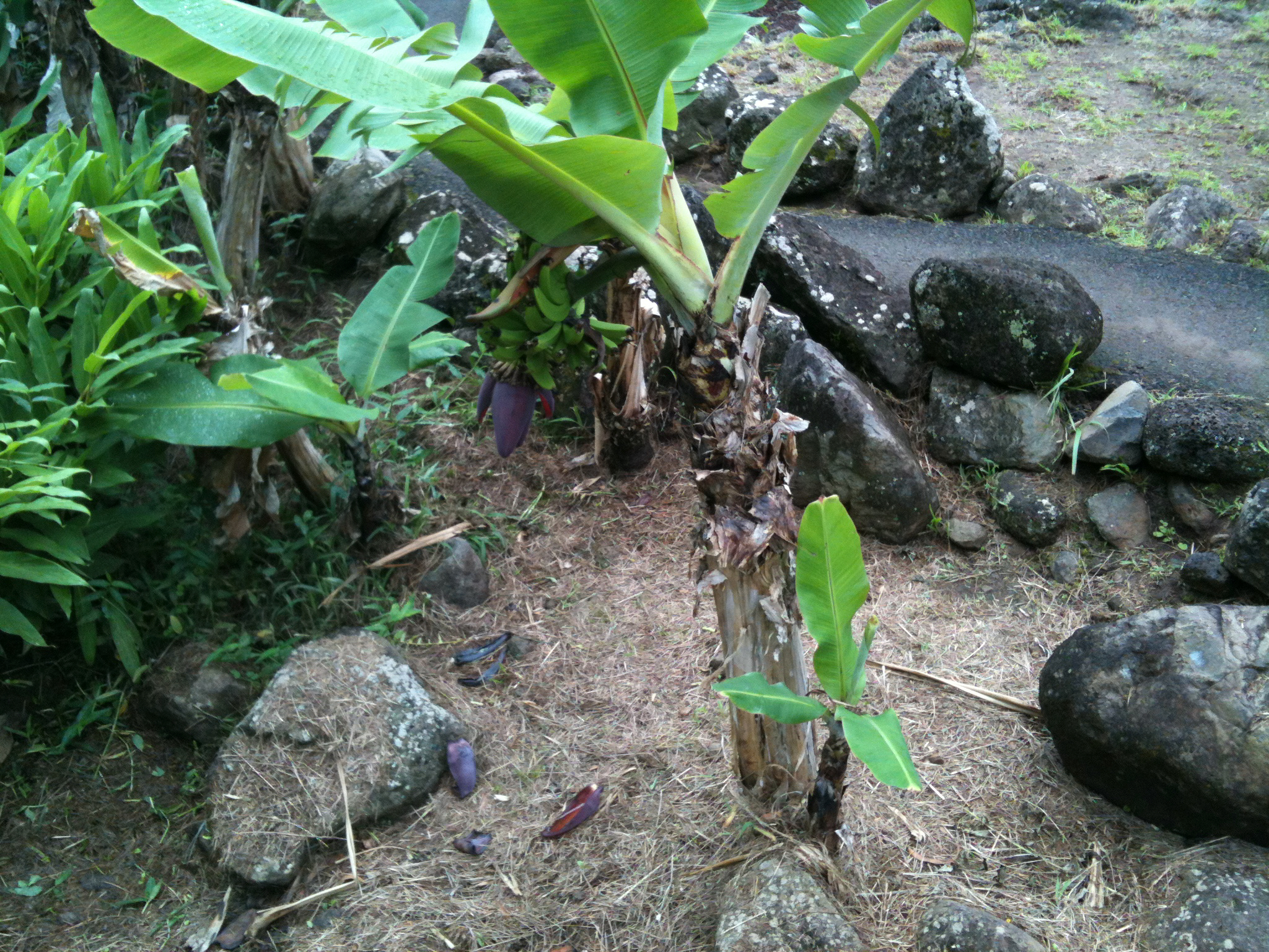 IMG_0037.jpeg